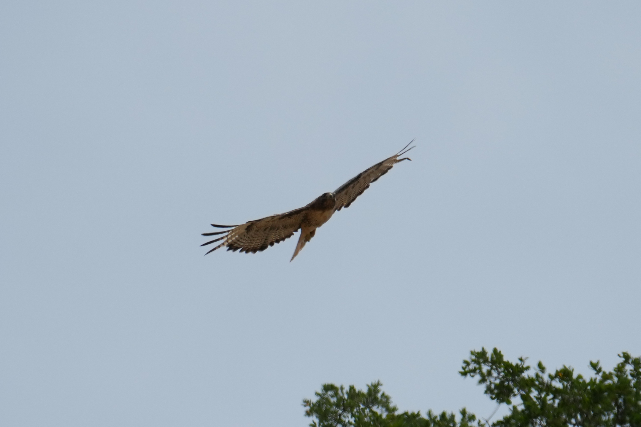 Red-Tailed Hawk