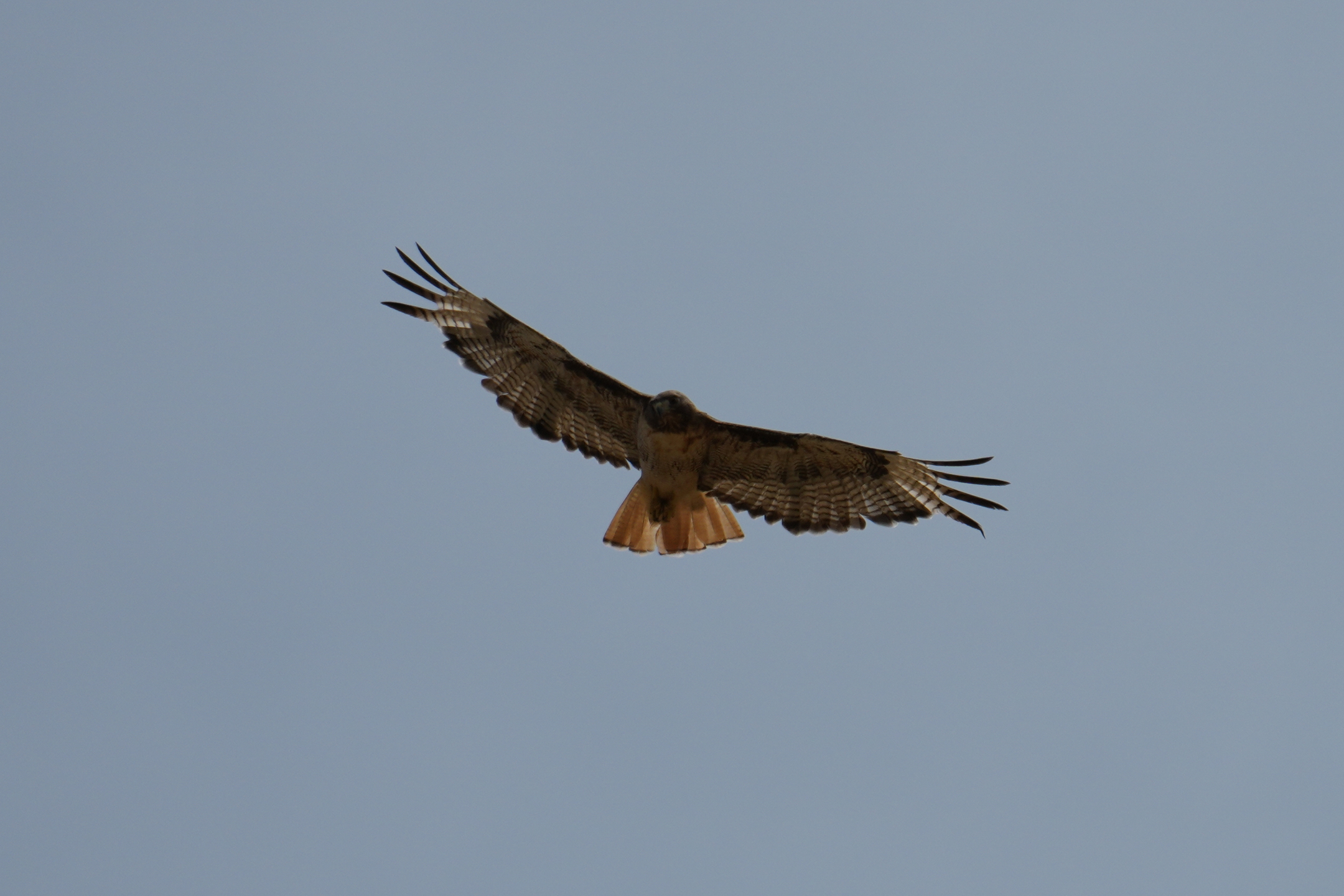 Red-Tailed Hawk