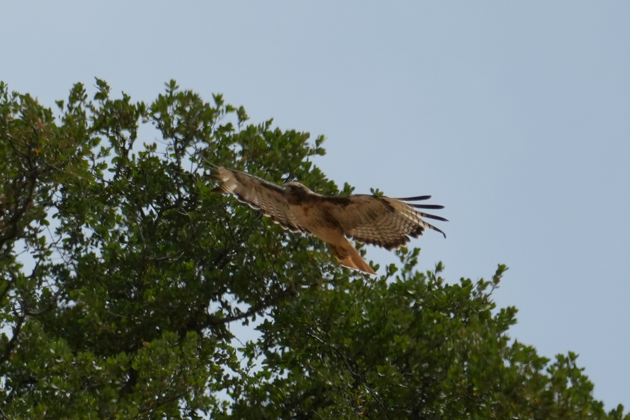 Red-Tailed Hawk