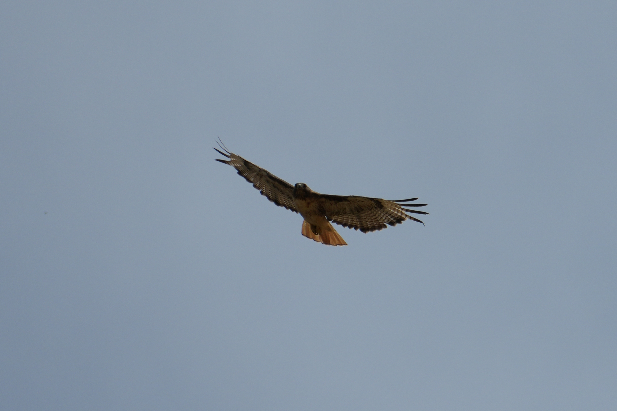 Red-Tailed Hawk