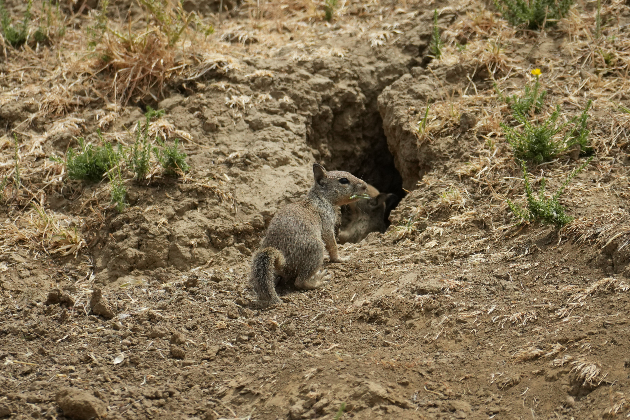 California Ground Squirrel
