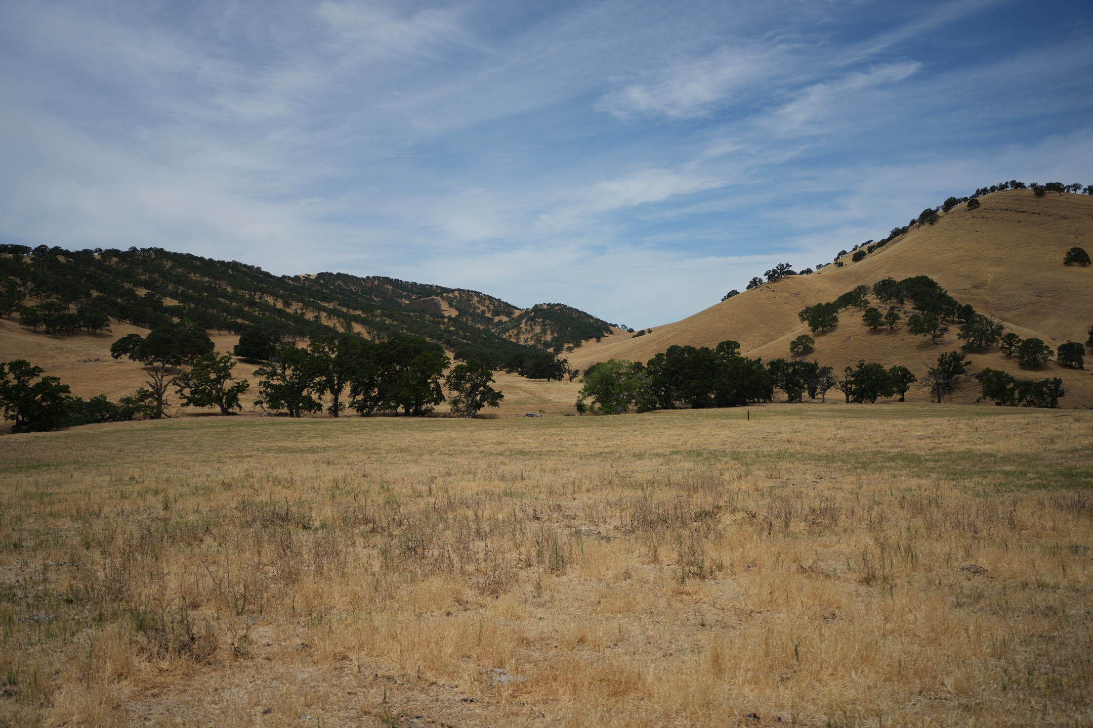 California Ground Squirrel
