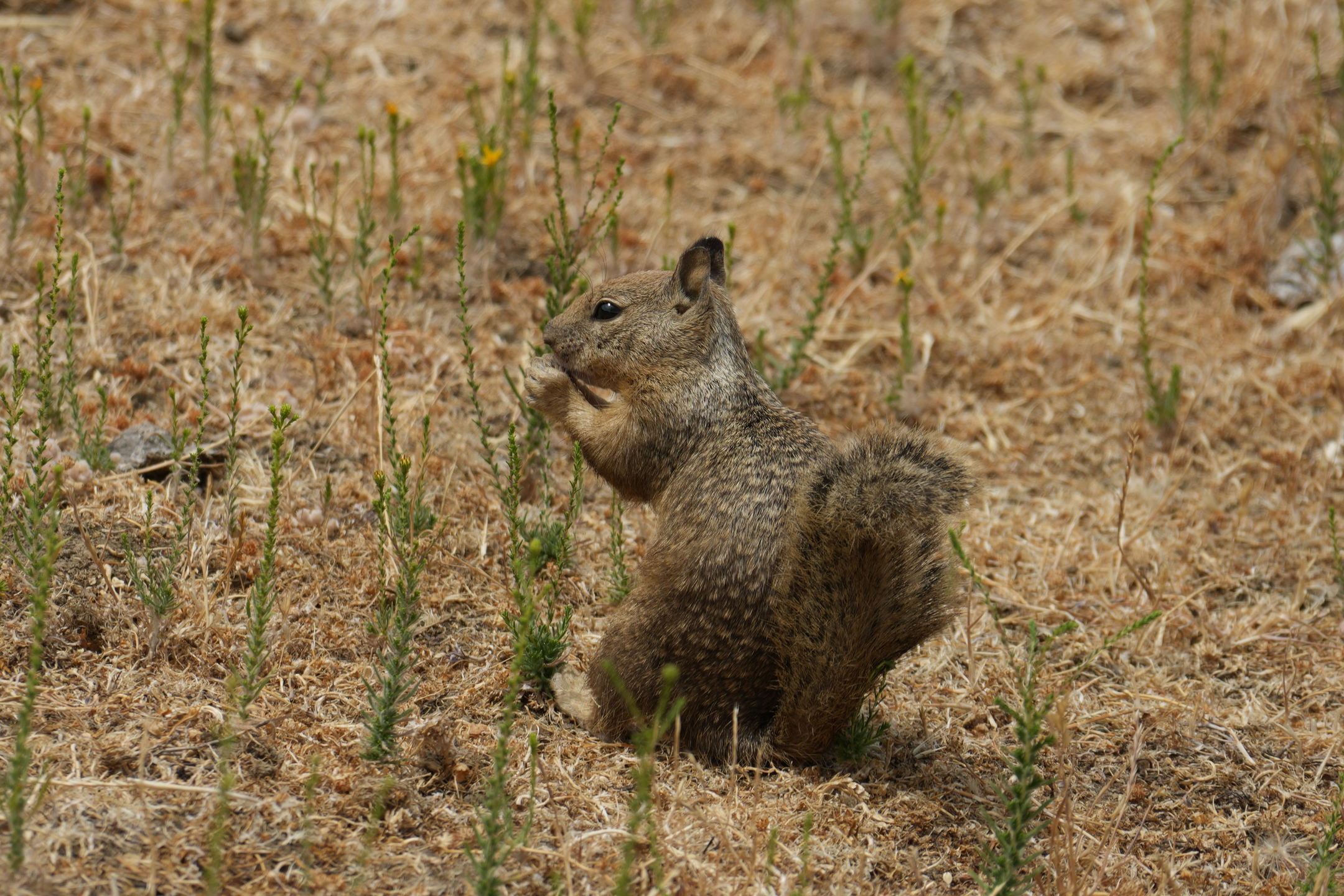 California Ground Squirrel