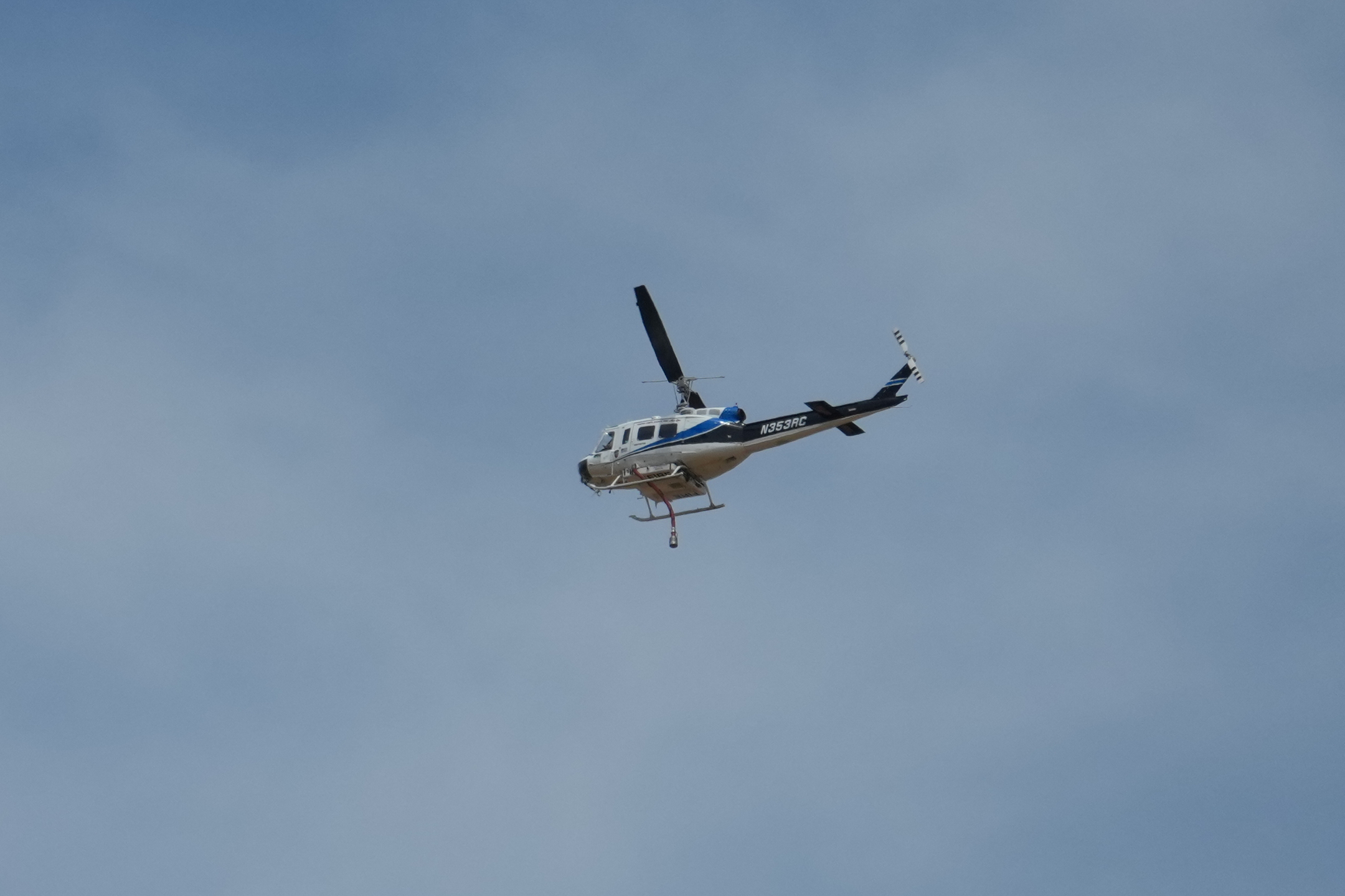 California Ground Squirrel