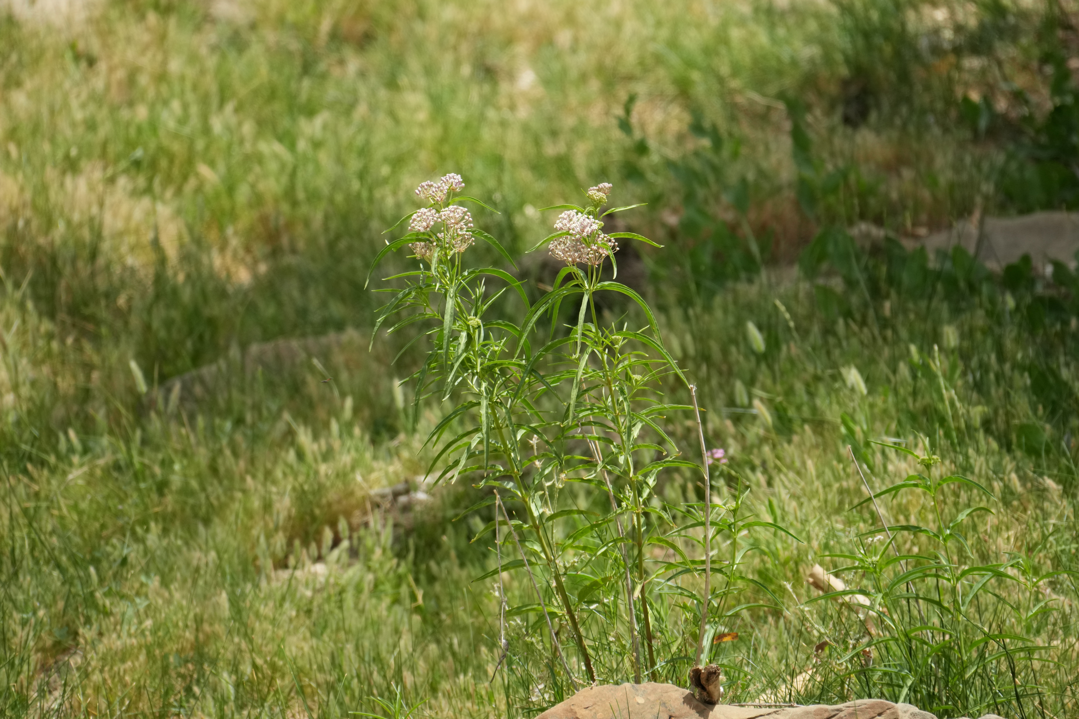 Round Valley Regional Preserve