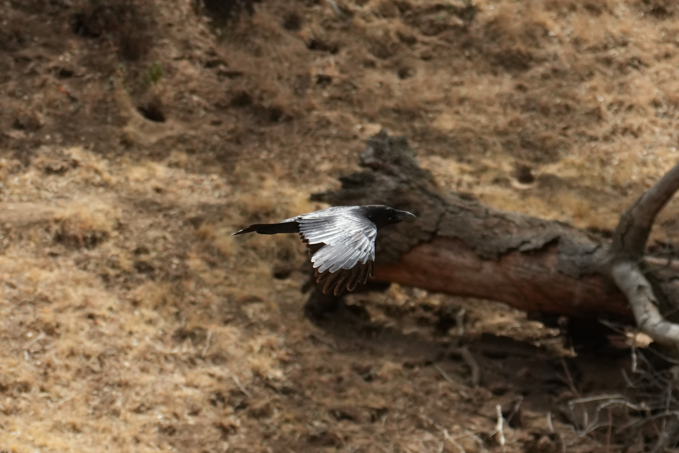 Raven In Flight