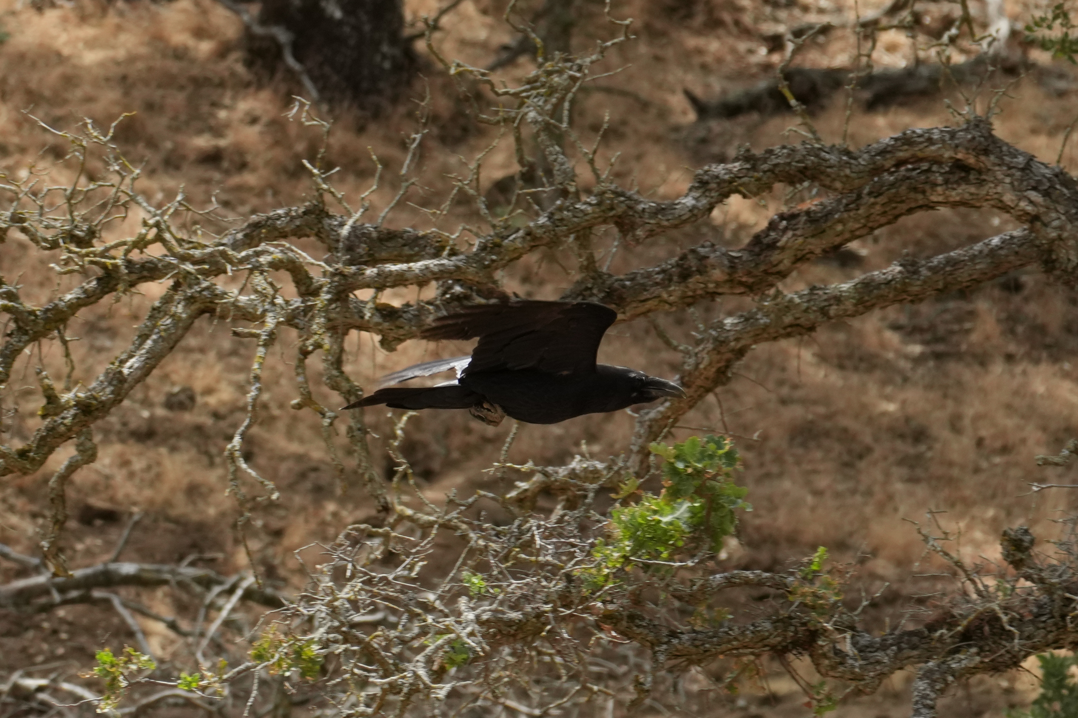 Raven In Flight