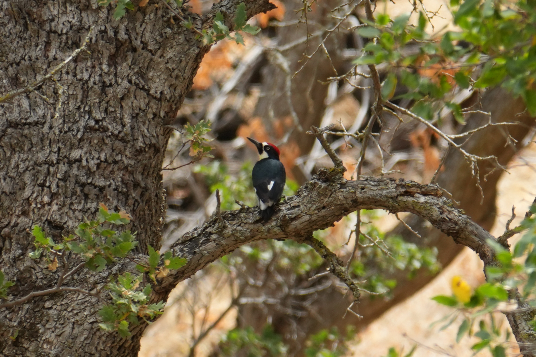 Acorn Woodpecker