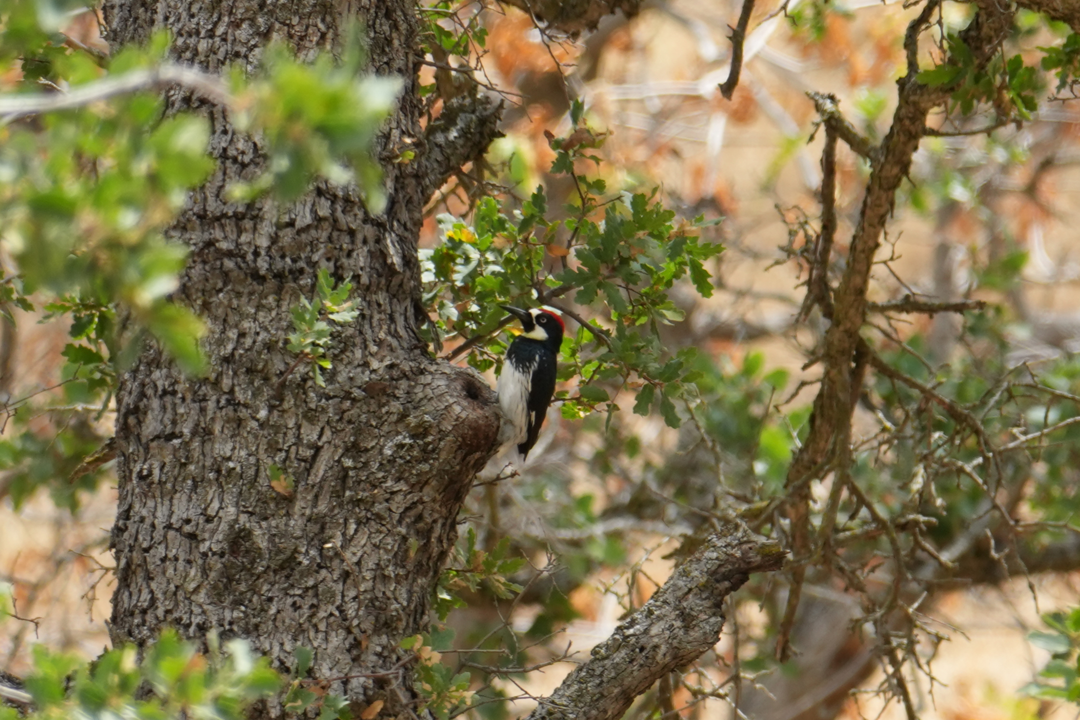 Acorn Woodpecker
