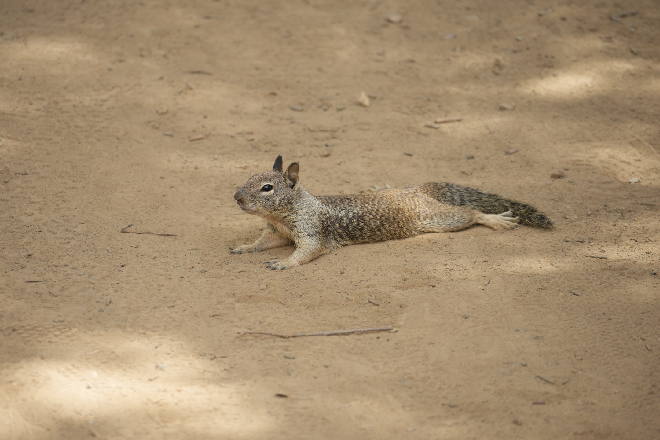California Ground Squirrel