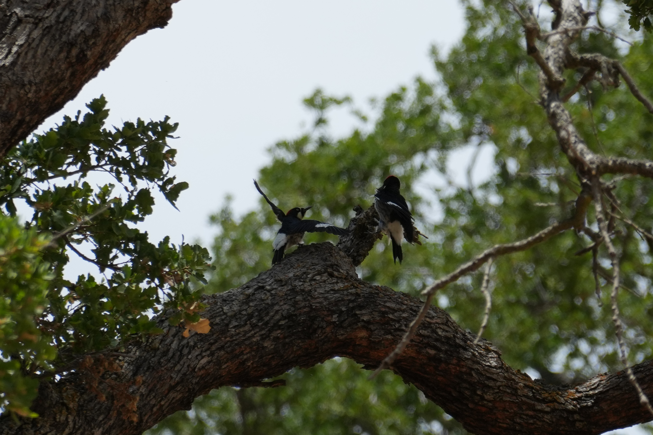 Acorn Woodpecker