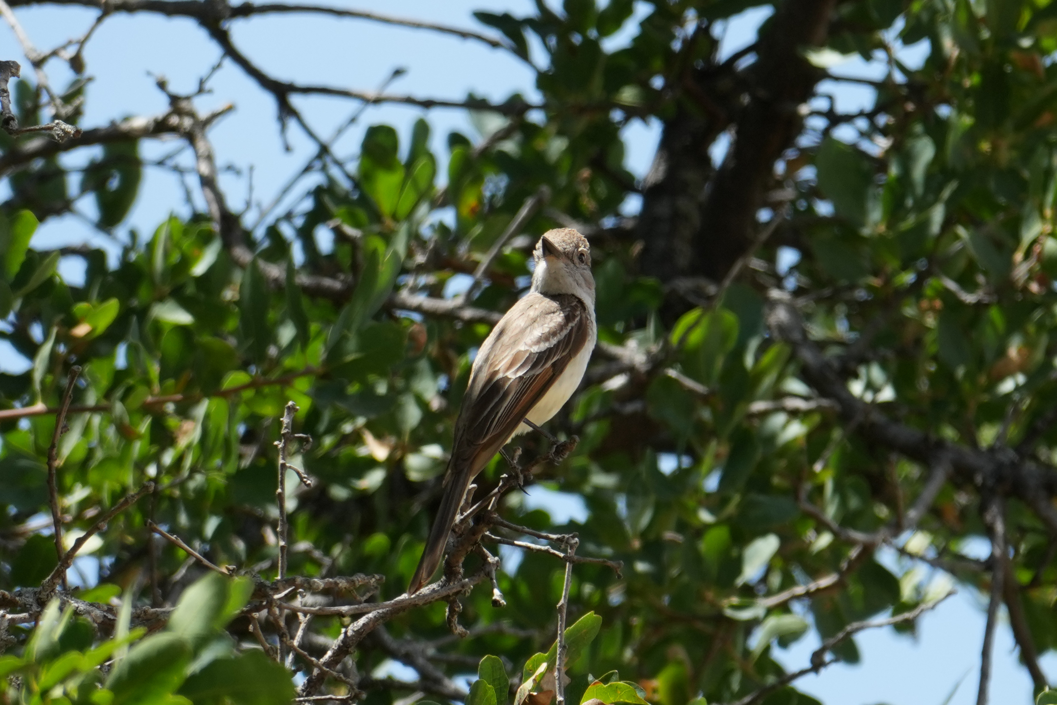 Ash-Throated Flycatcher