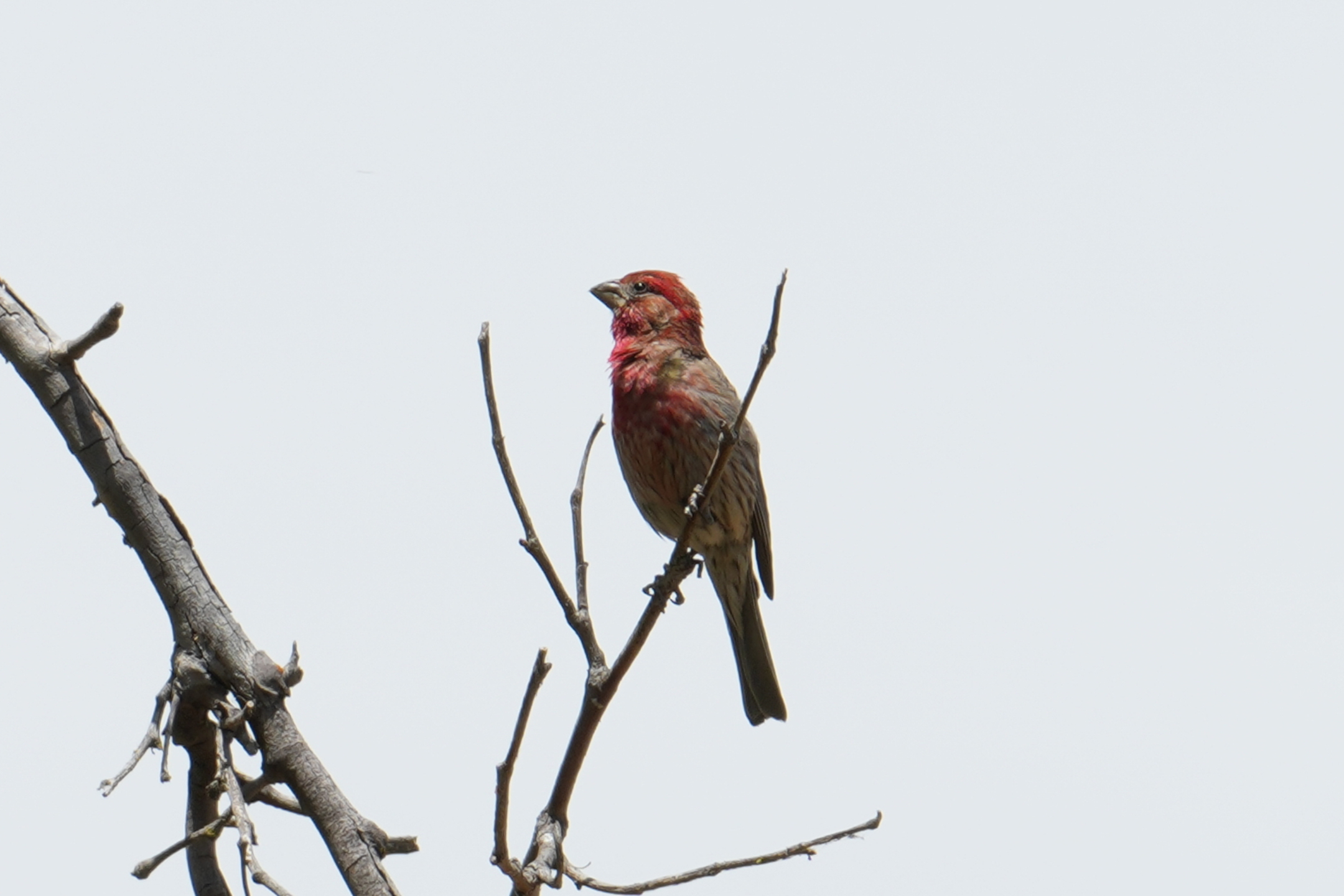 American Rosefinch
