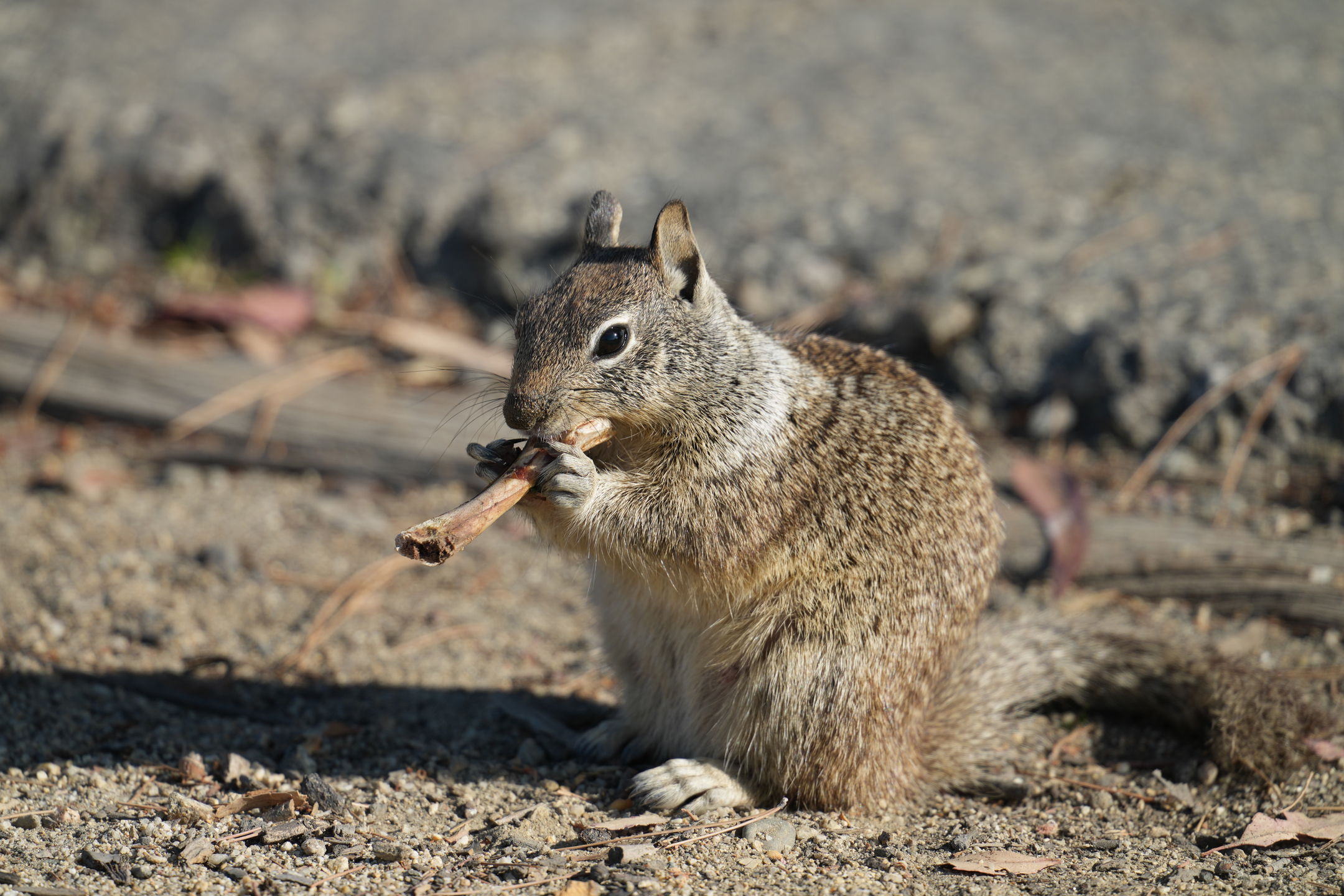 California Ground Squirrel Eating Chicken Bones