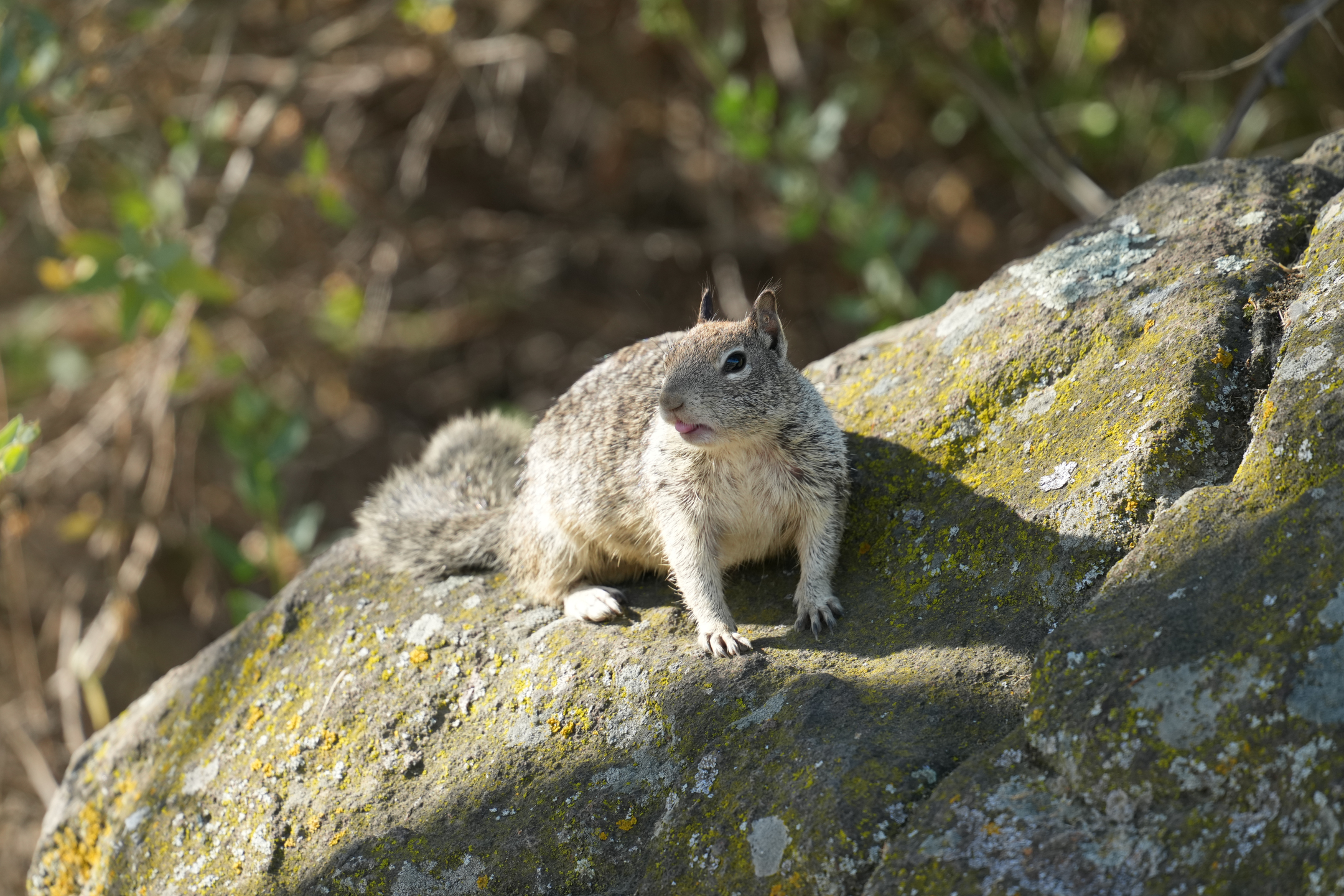 California Ground Squirrel