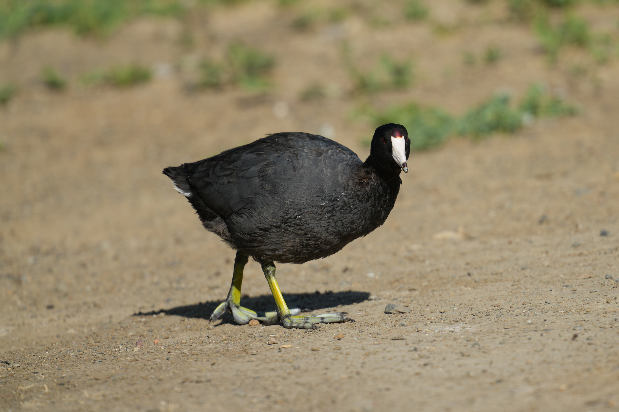 American Coot