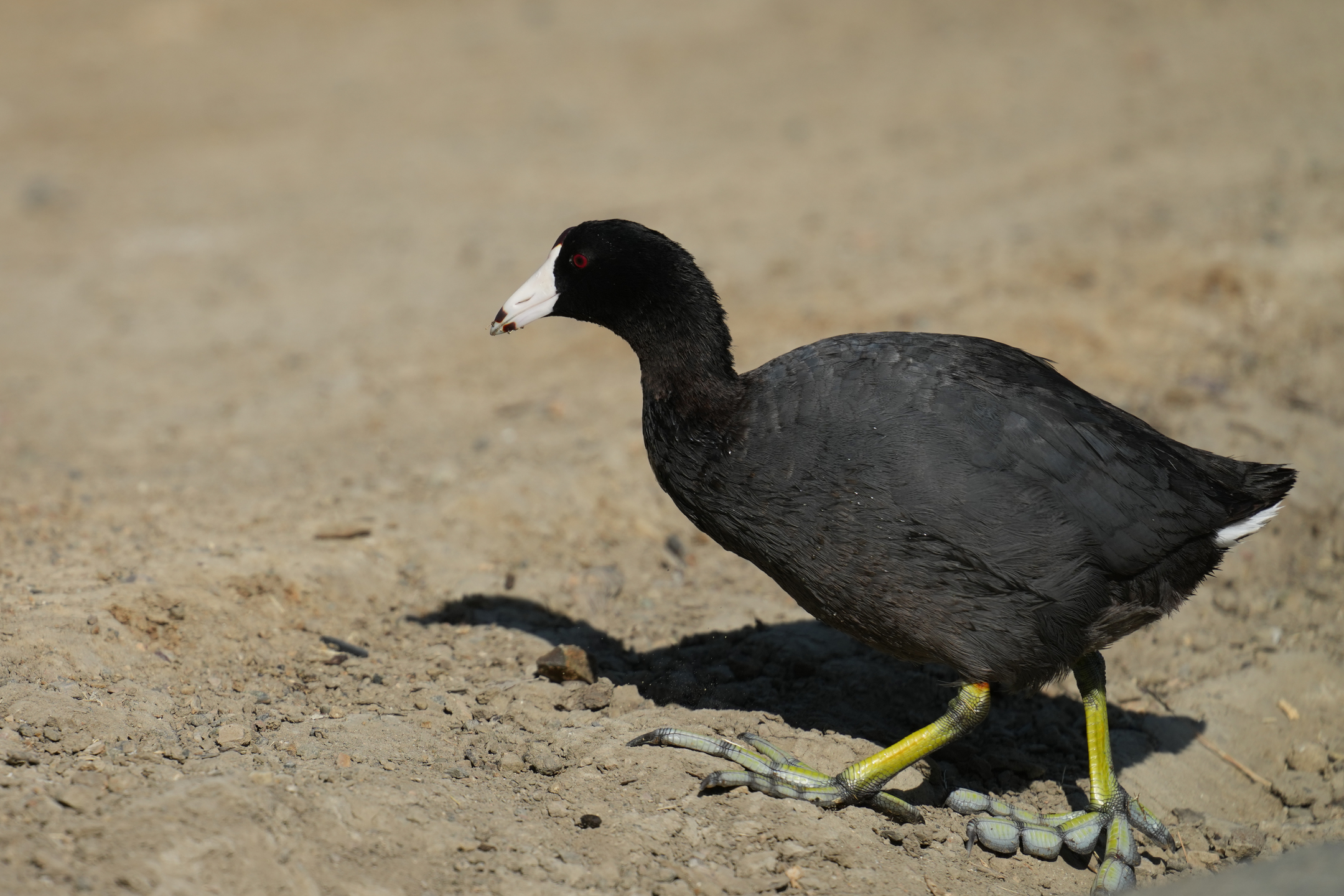 American Coot