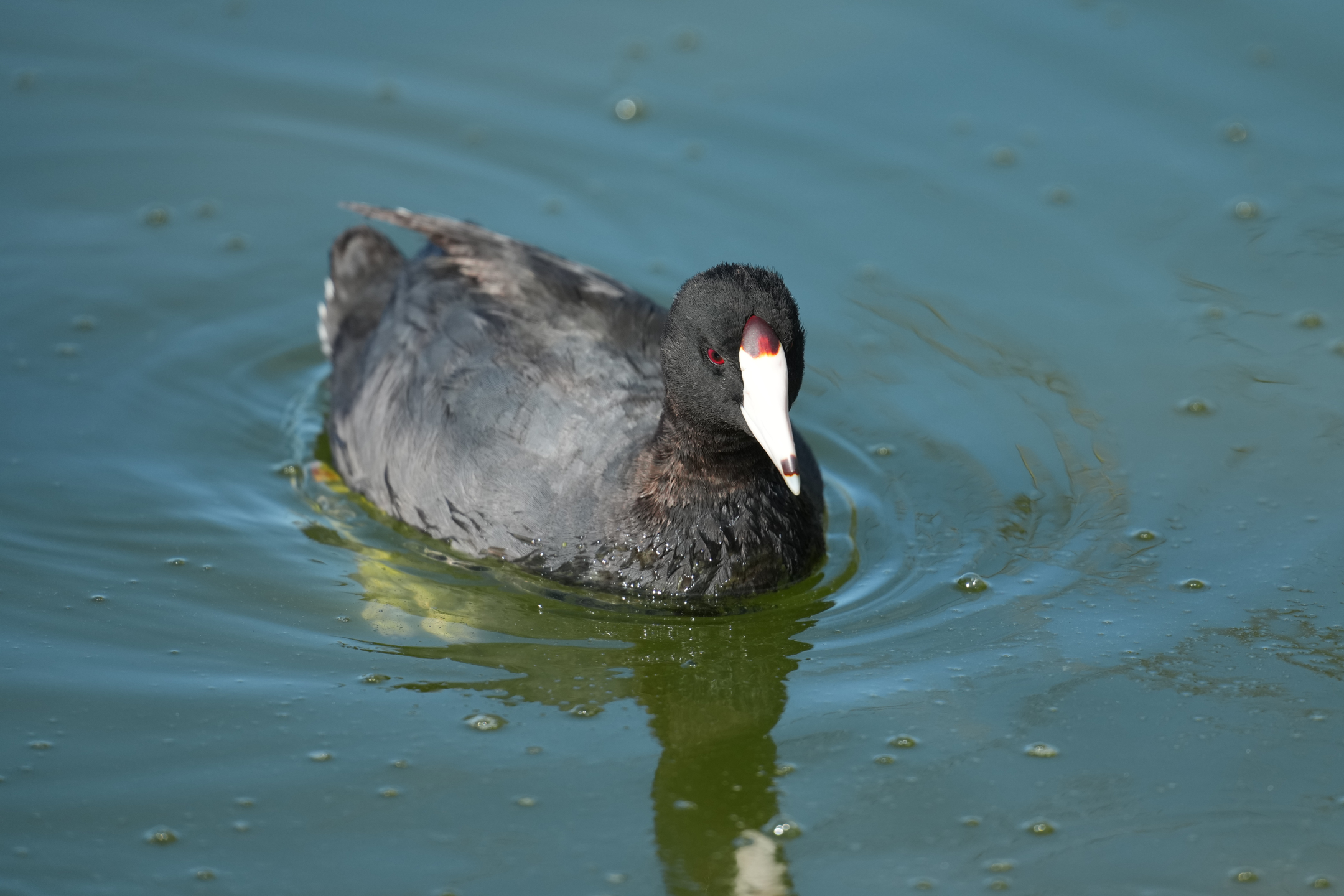 American Coot