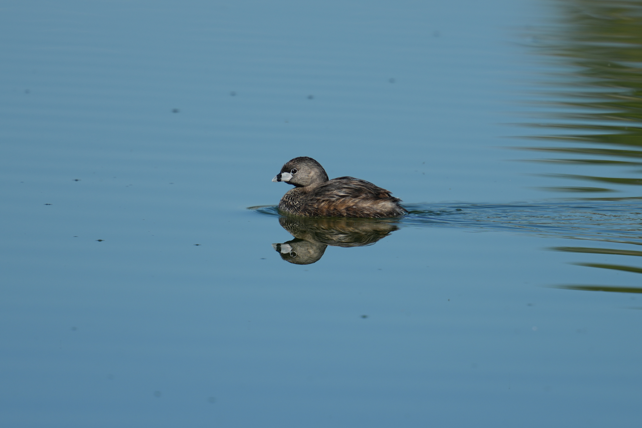 Pied-Billed Grebe