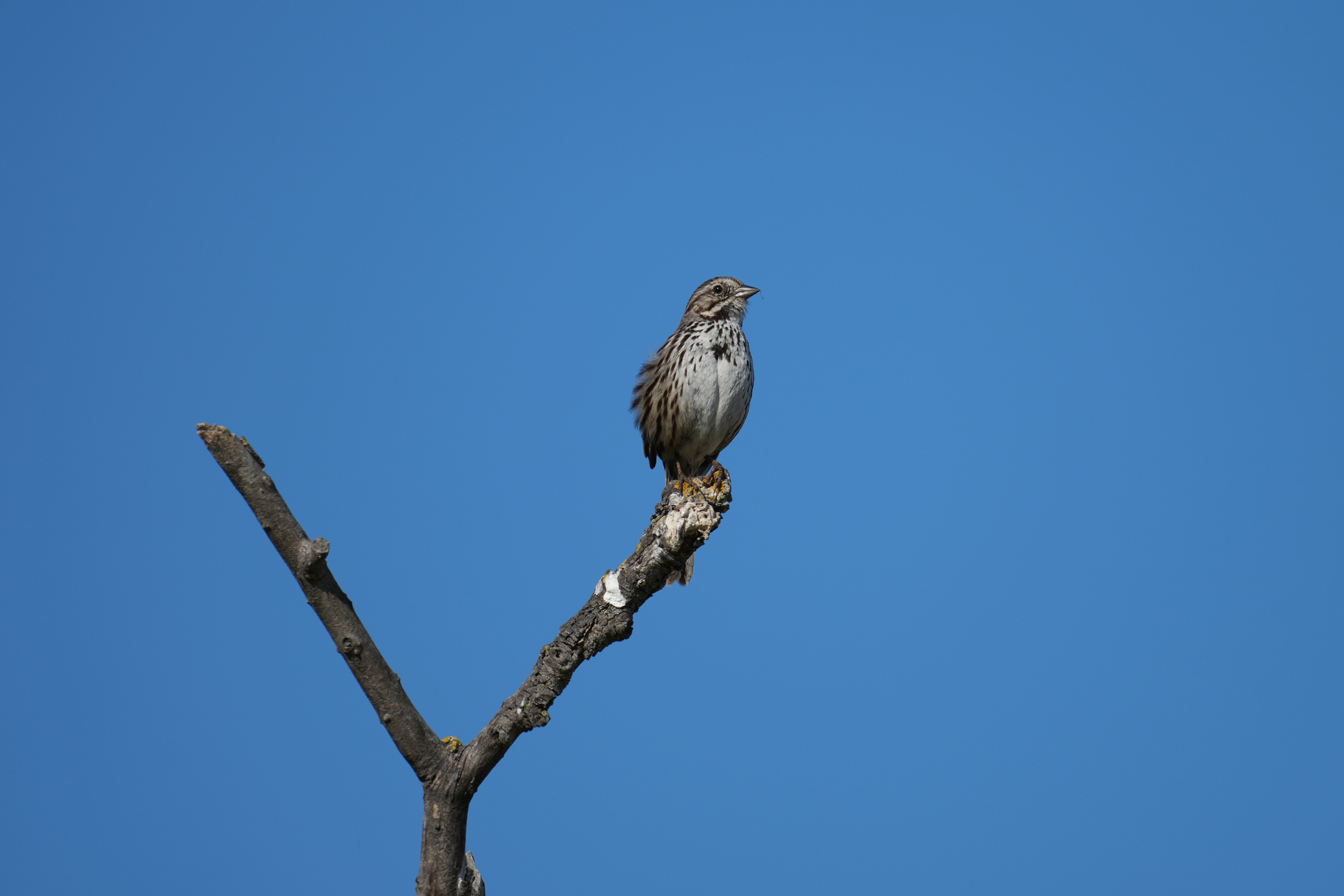 Song Sparrow