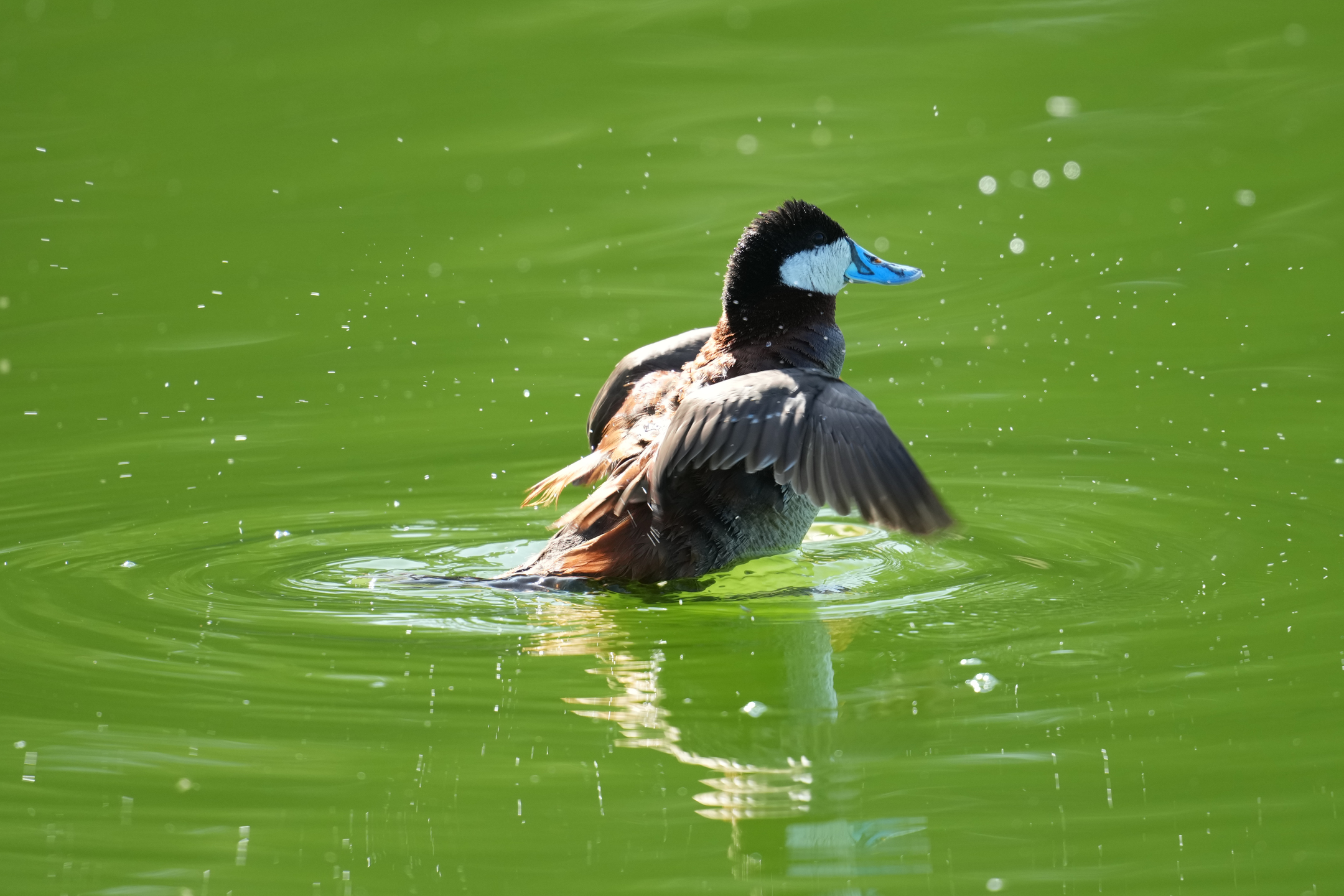 Ruddy Duck