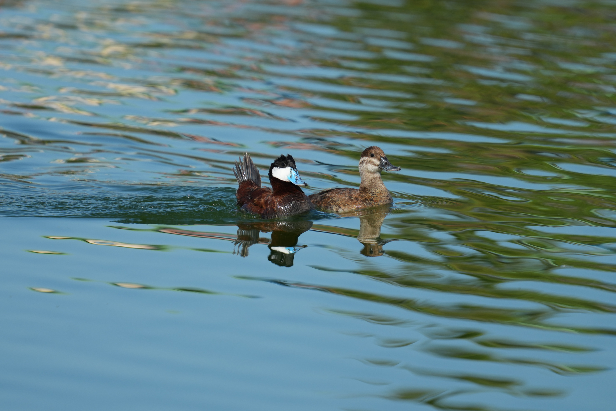 Ruddy Duck Couple