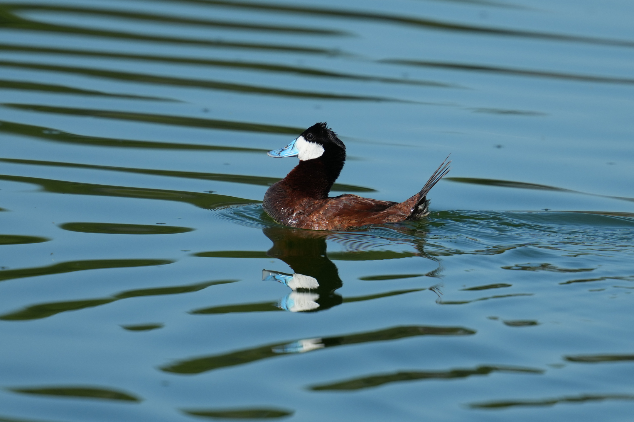 Ruddy Duck