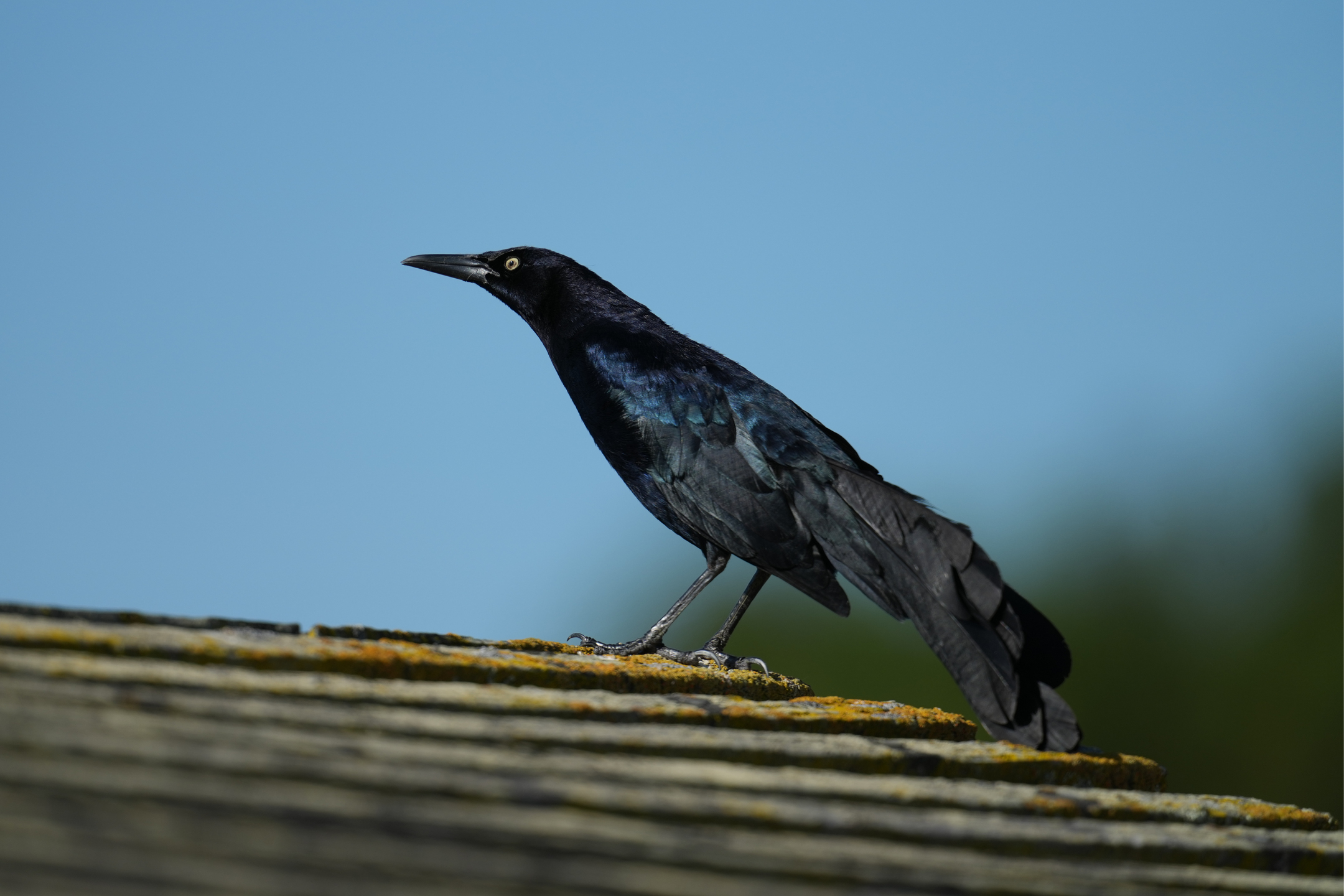Male Great-Tailed Grackle