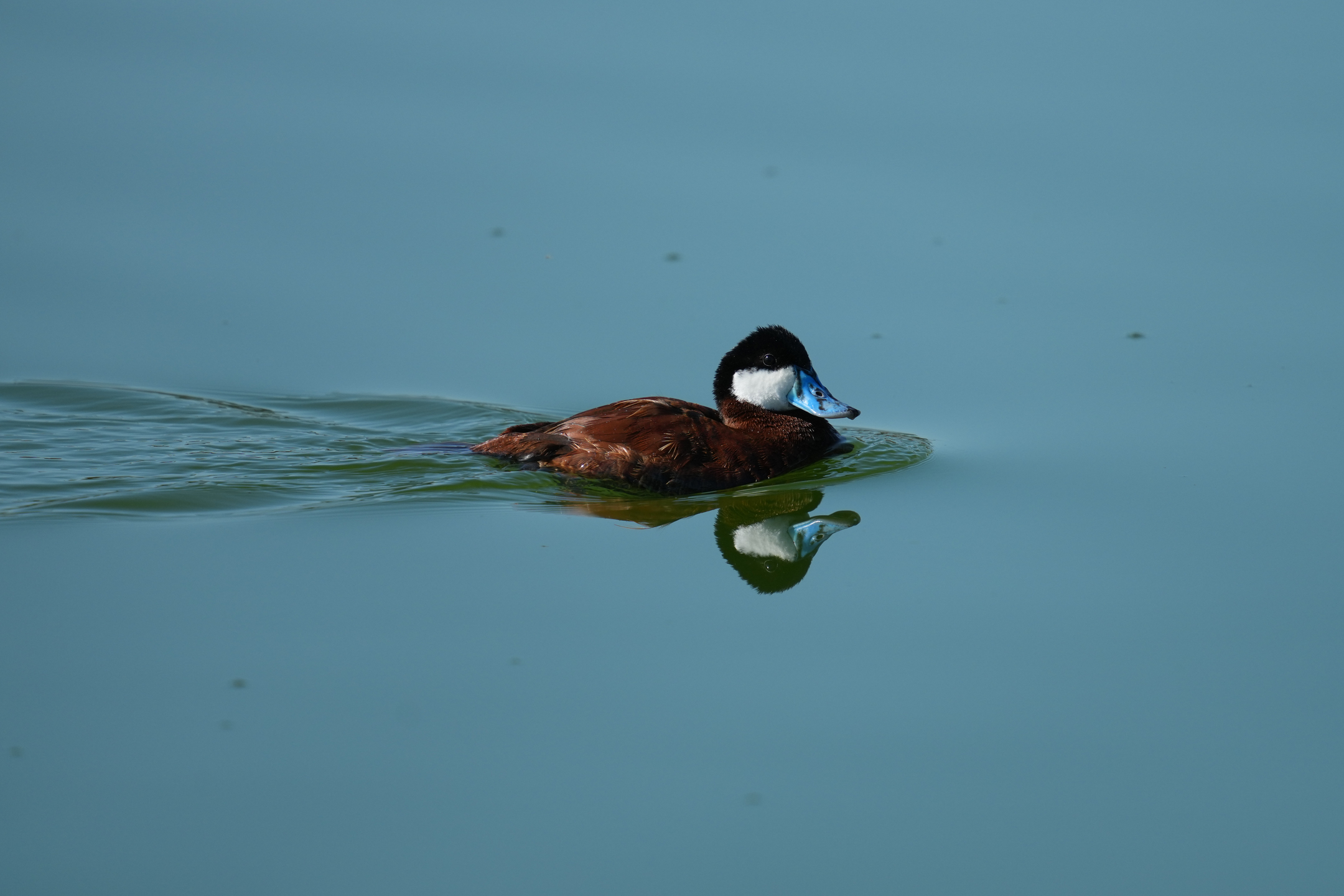 Ruddy Duck