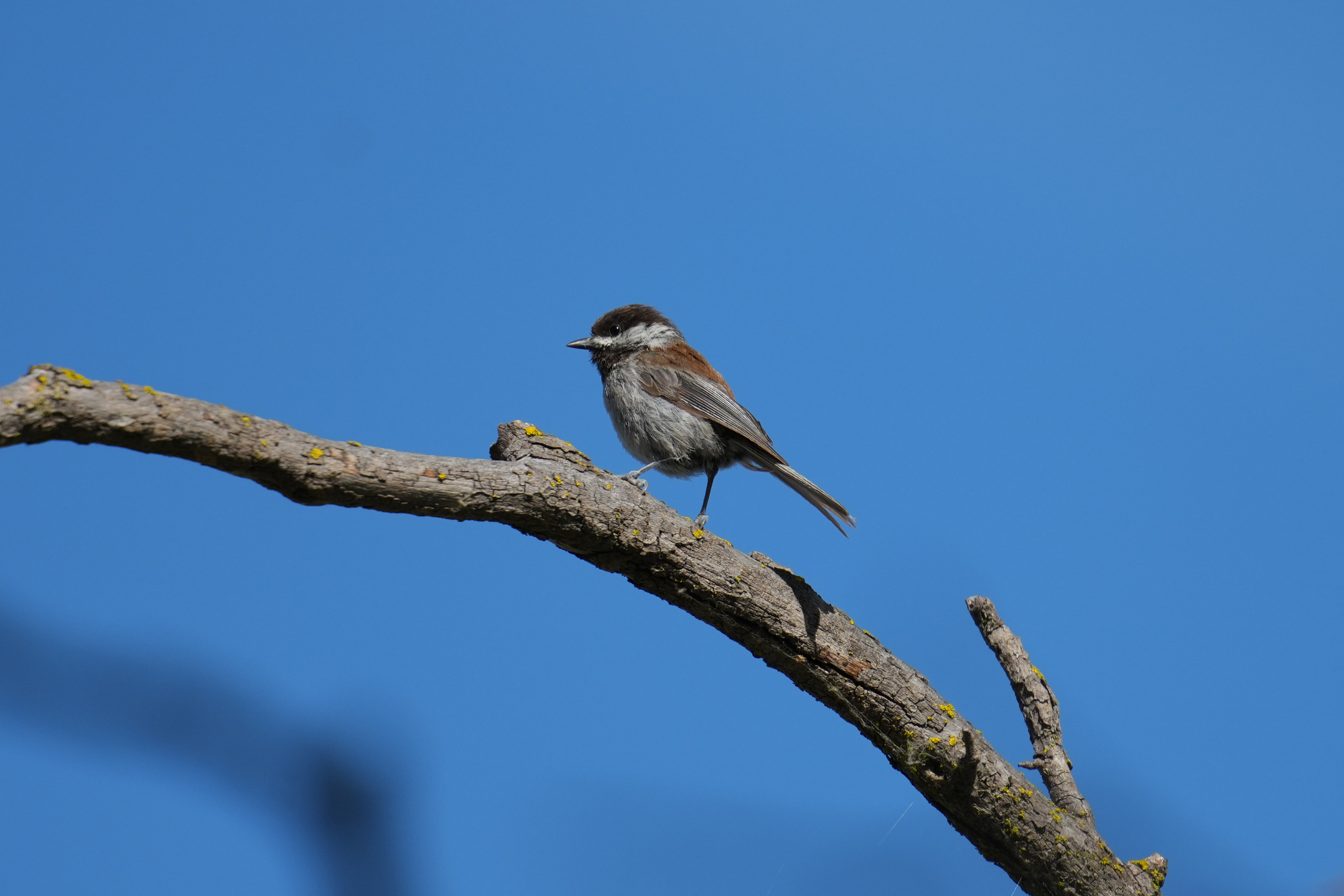 Chestnut-Backed Chickadee