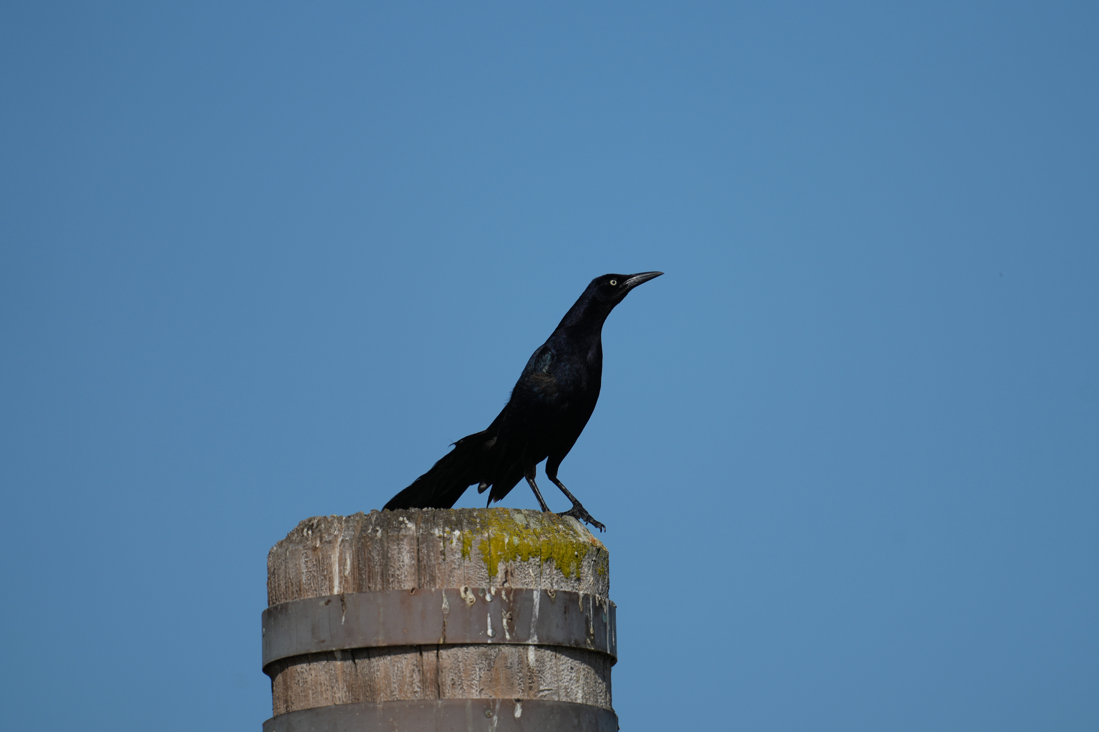 Male Great-Tailed Grackle