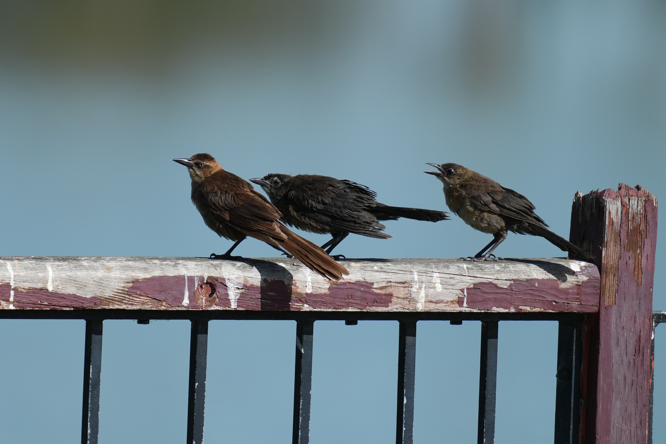 Great-Tailed Grackle