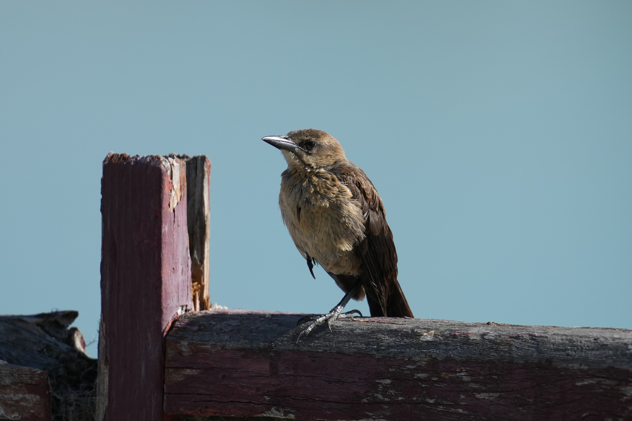 Female Great-Tailed Grackle