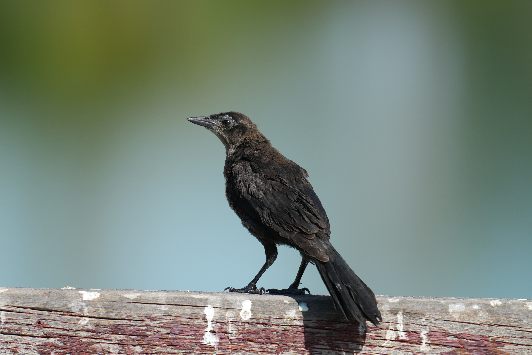 Female Great-Tailed Grackle