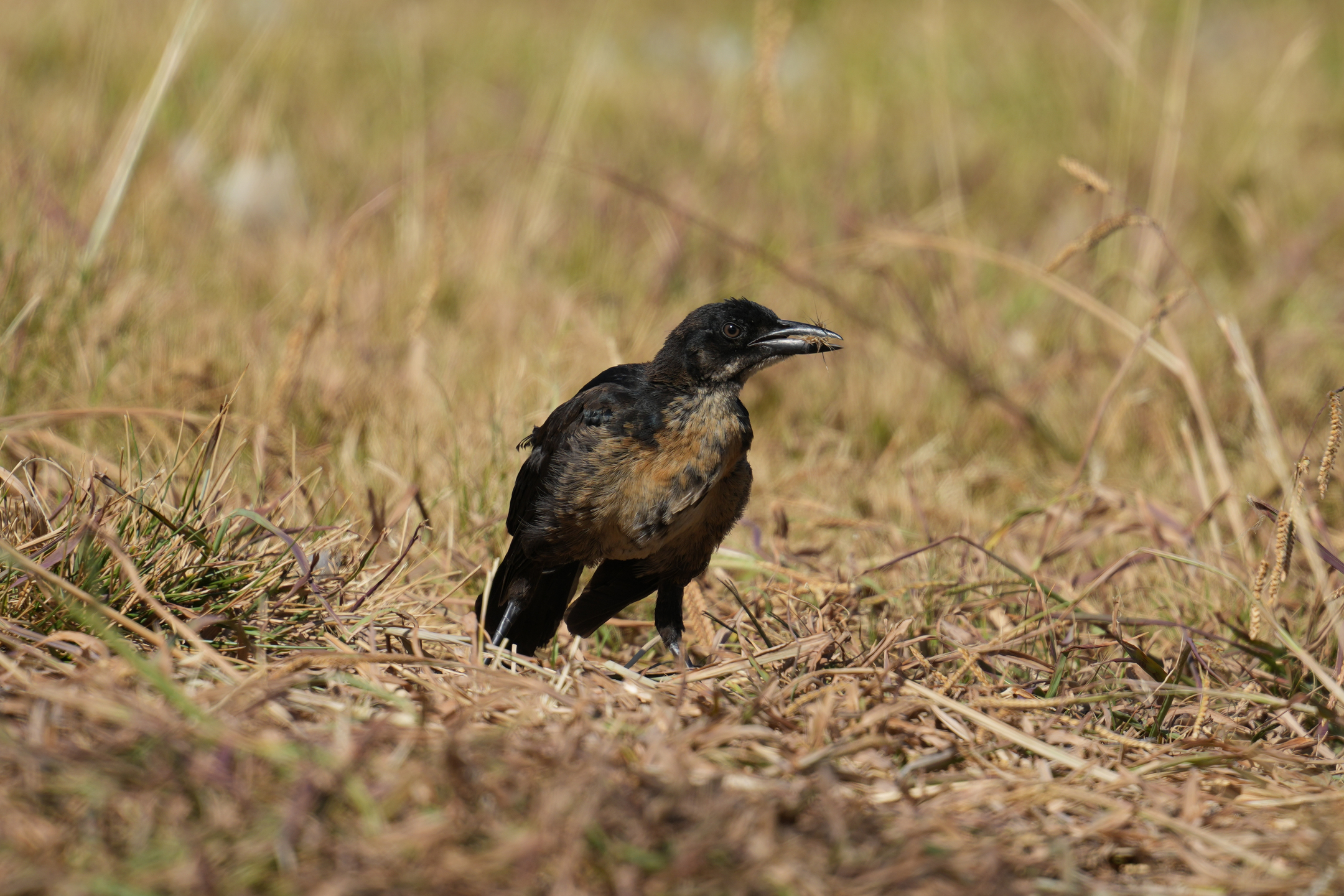 Great-Tailed Grackle