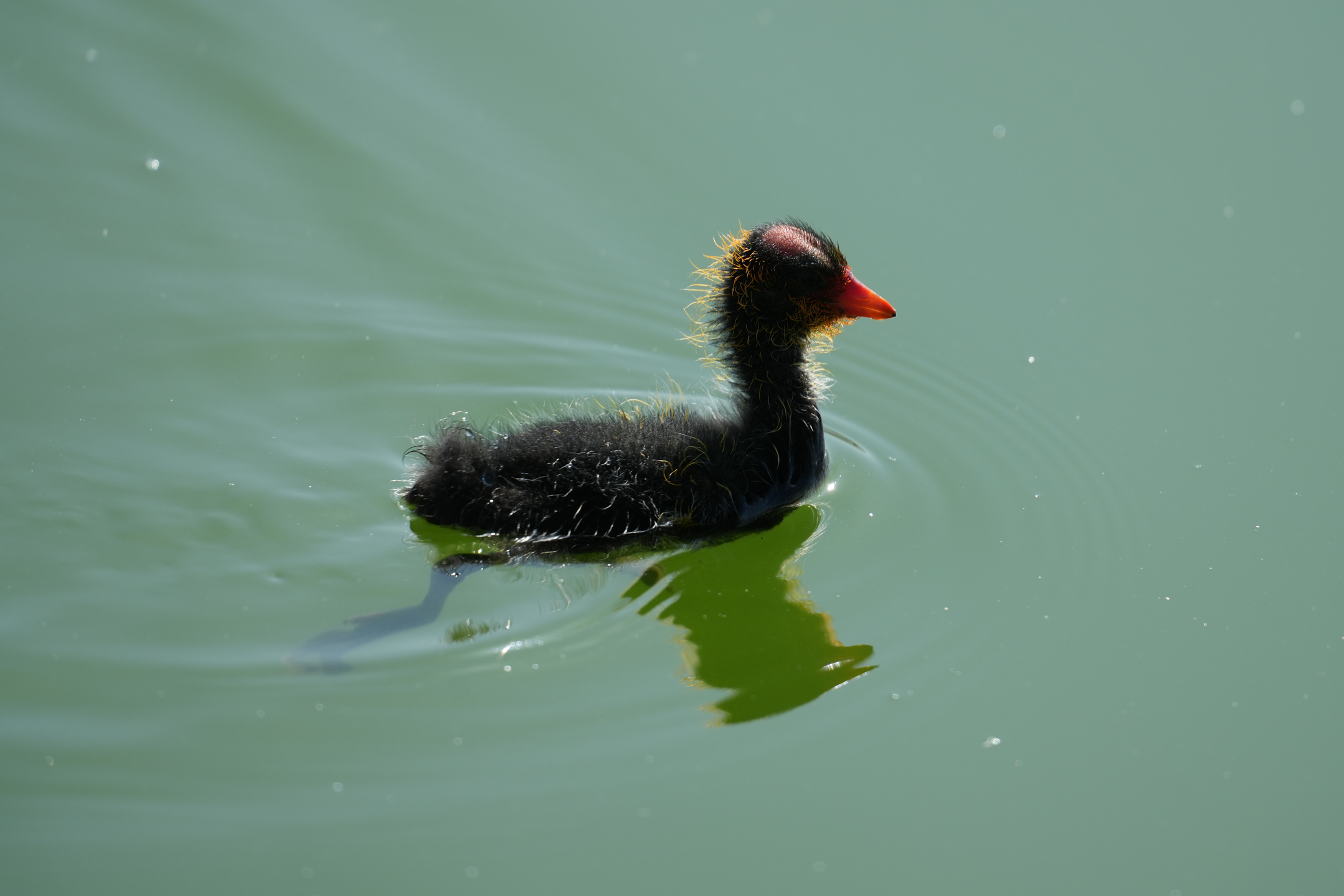 American Coot Chick
