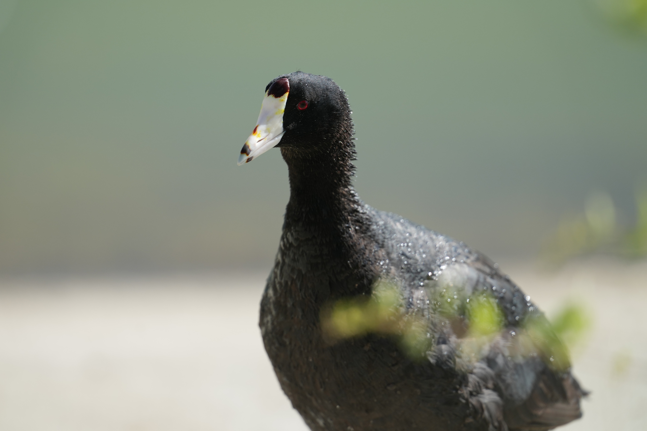 American Coot