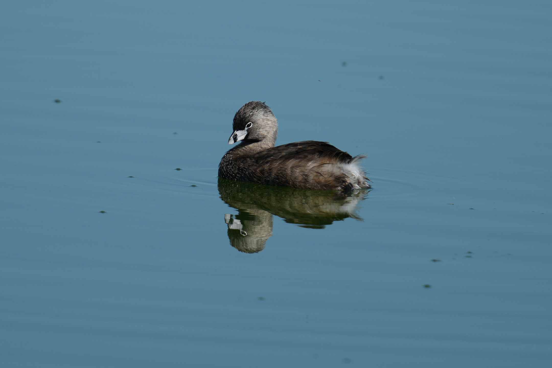 Pied-Billed Grebe