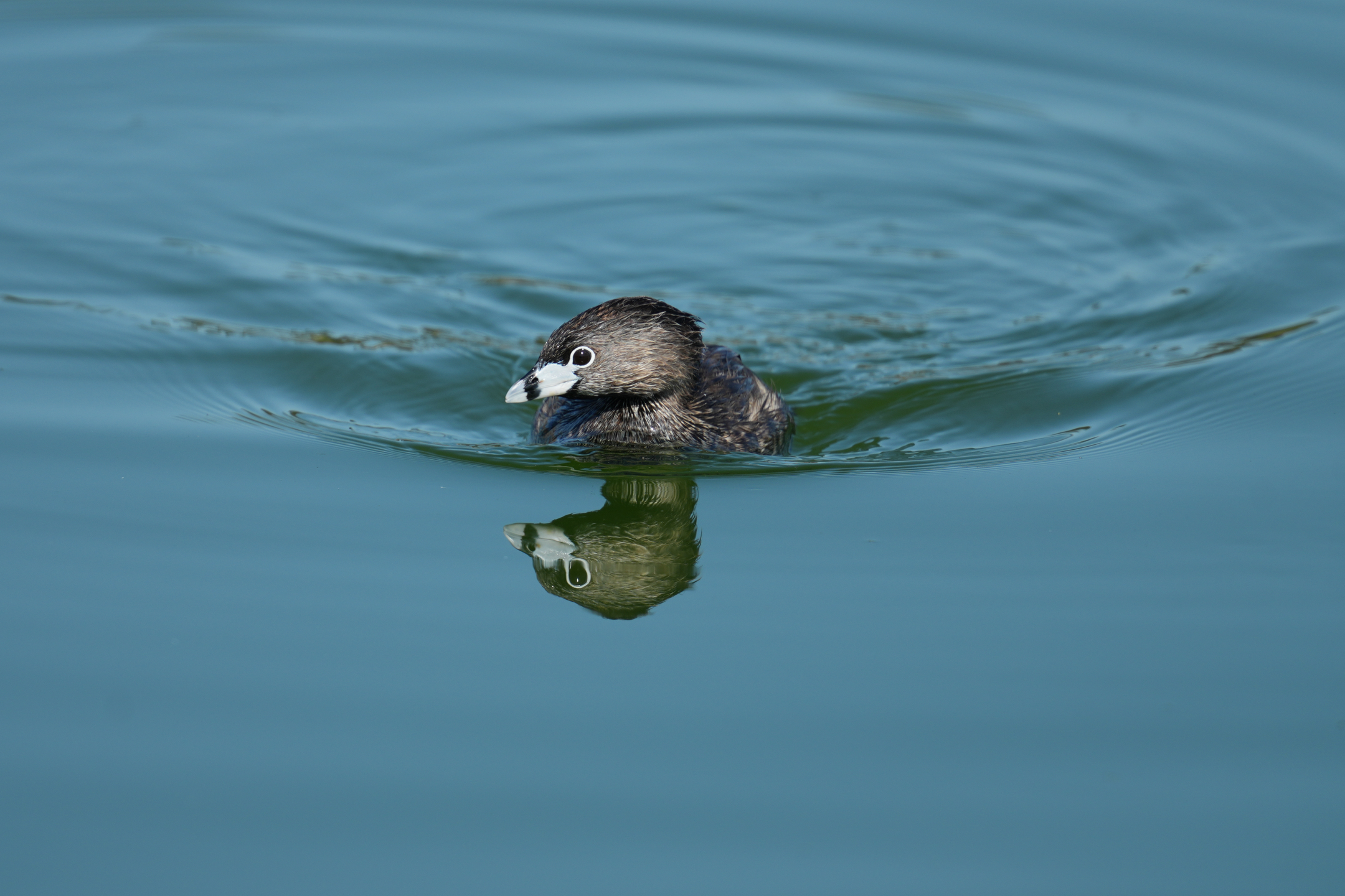 Pied-Billed Grebe