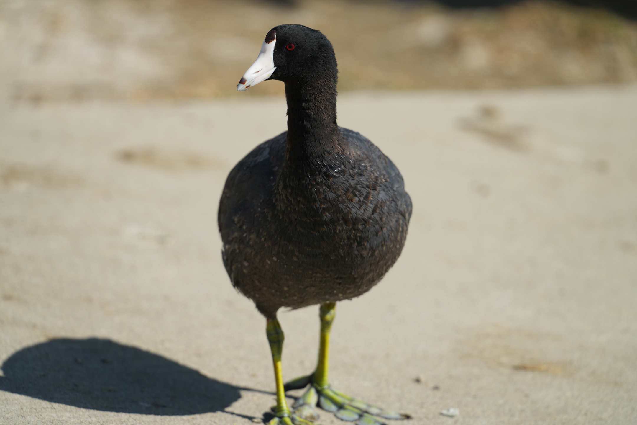 American Coot