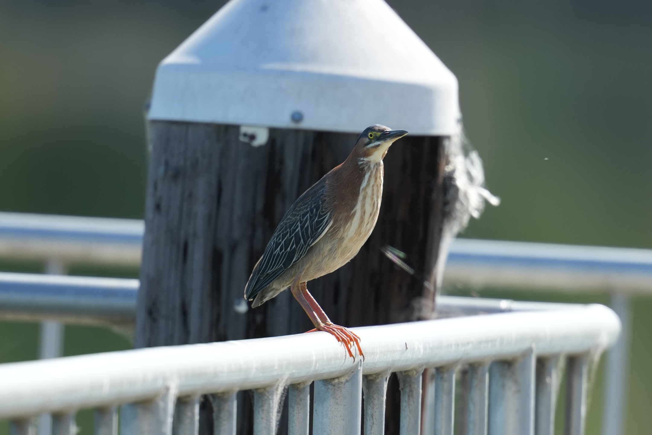 Green Heron