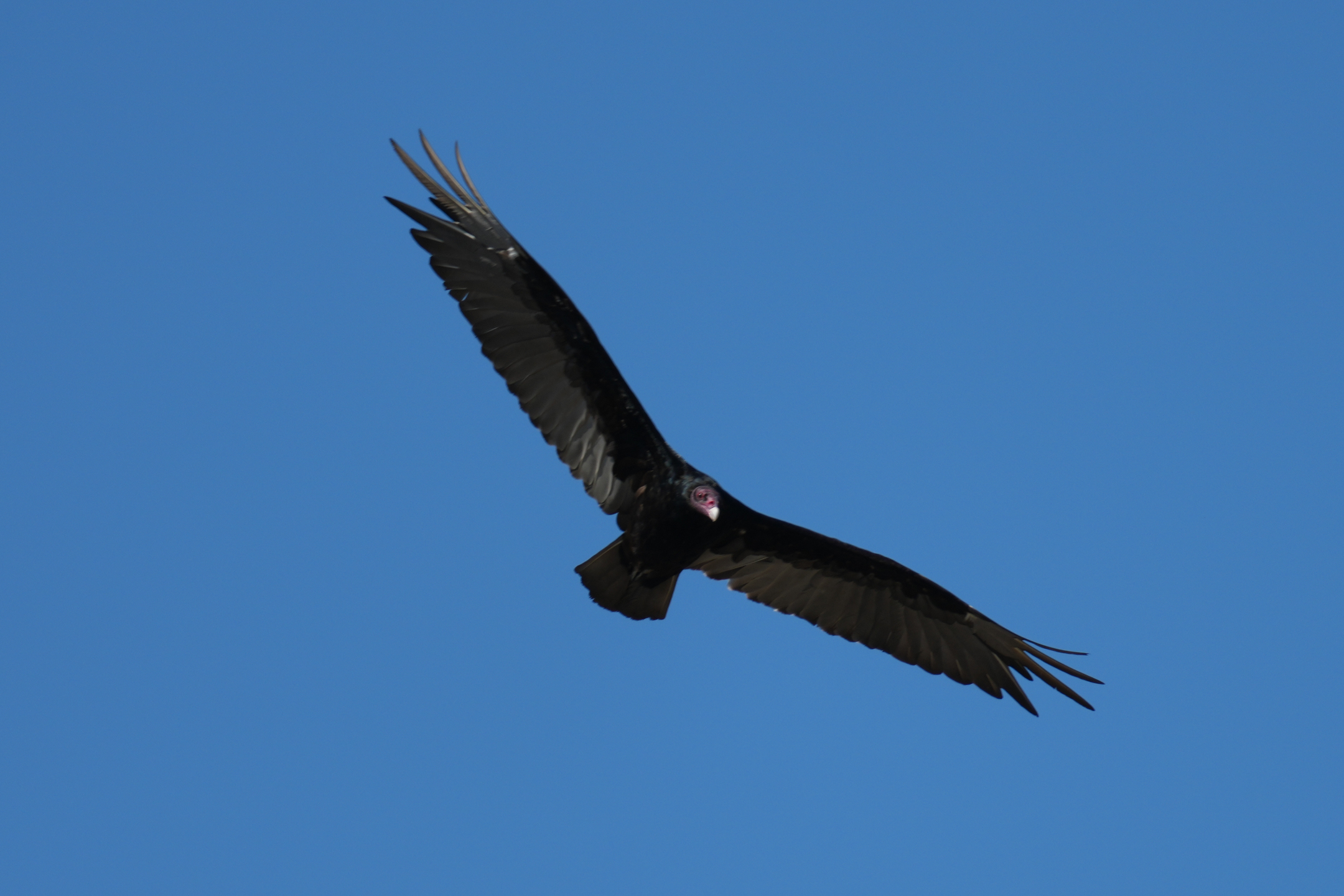 Turkey Vulture