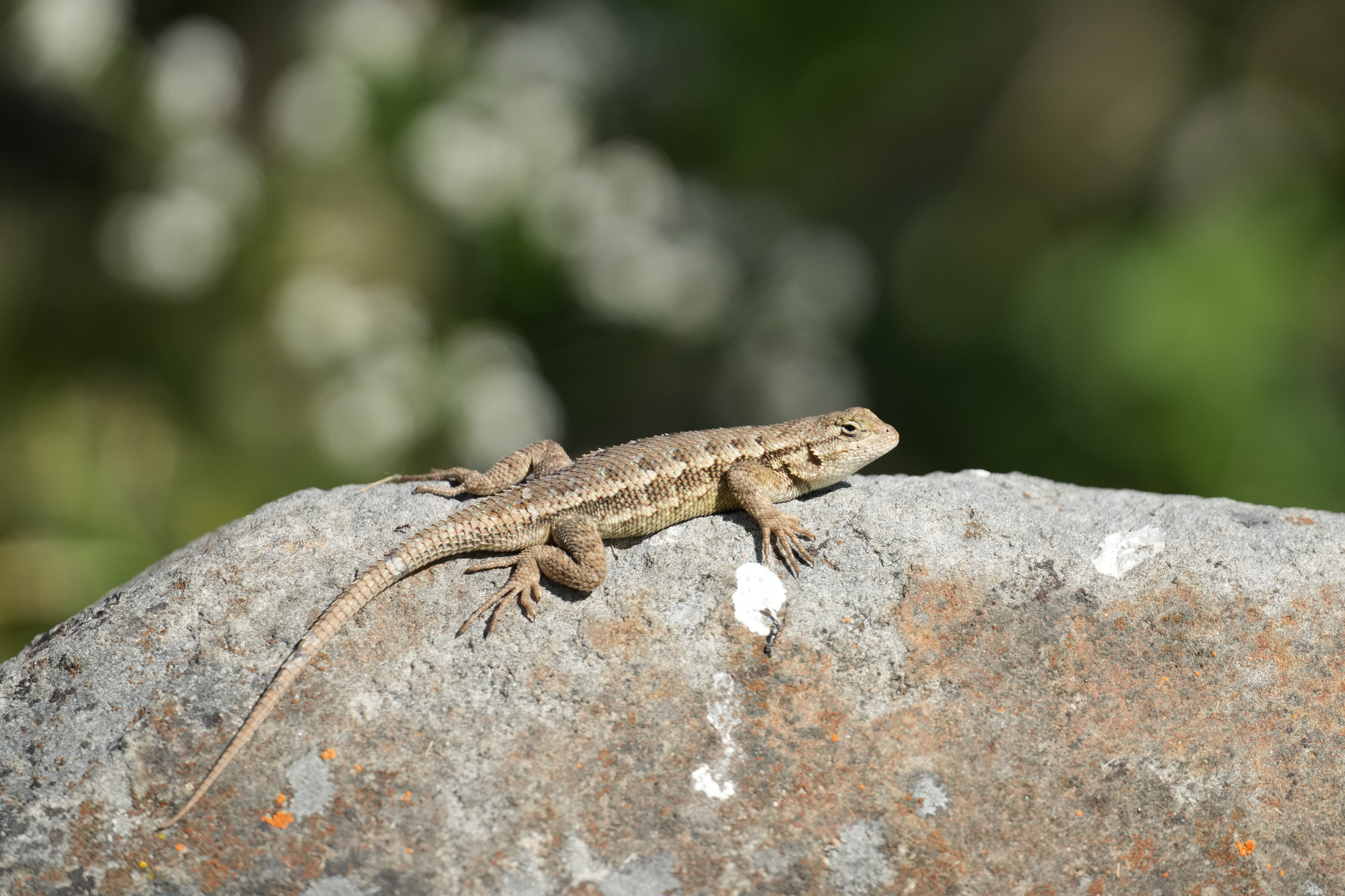 Coast Range Fence Lizard