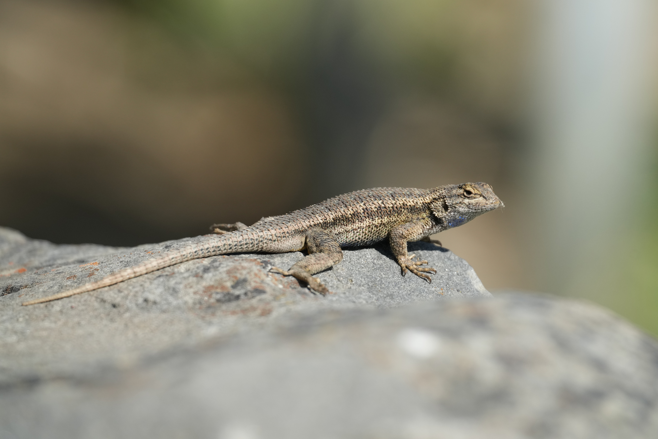Coast Range Fence Lizard