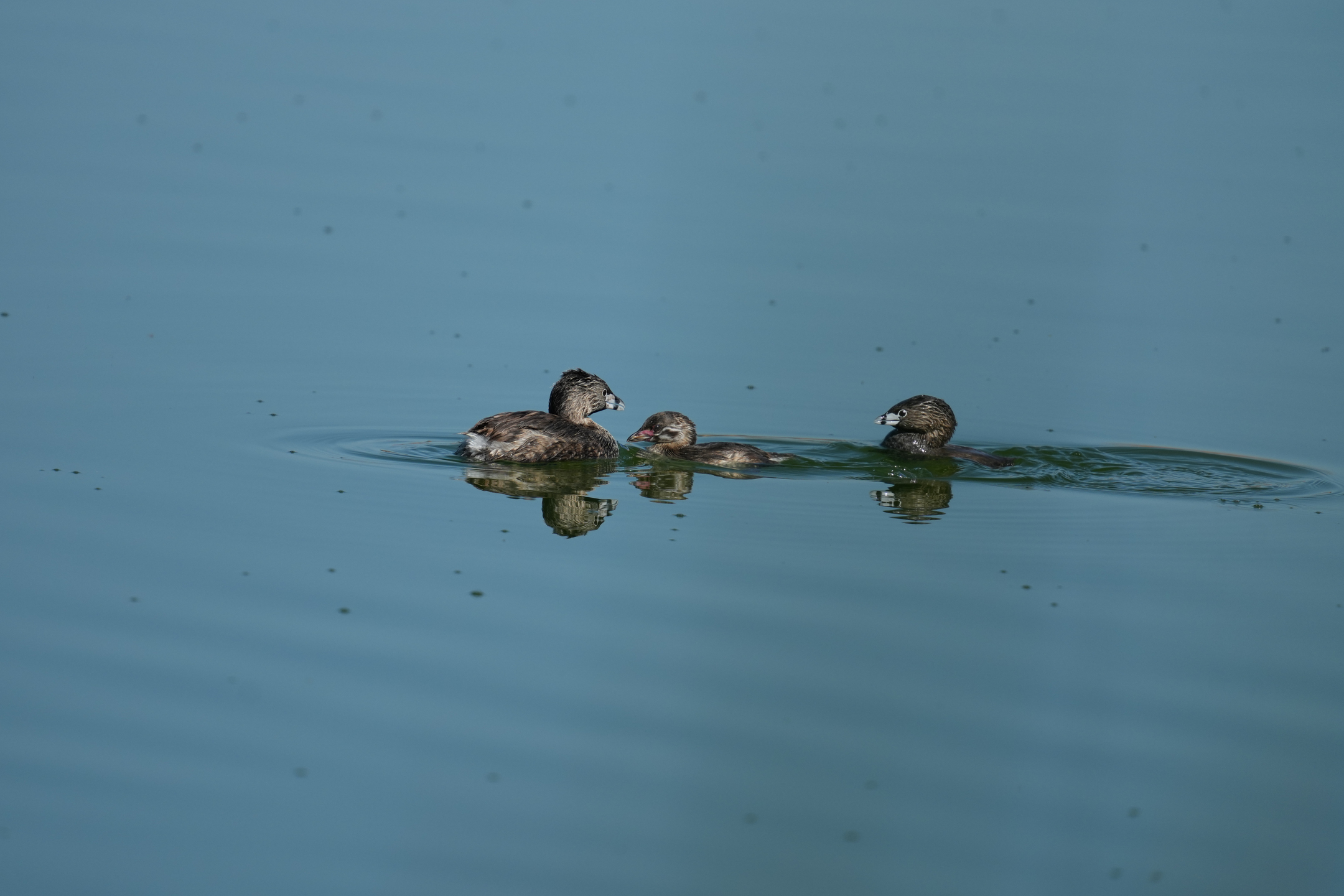 Pied-Billed Grebe