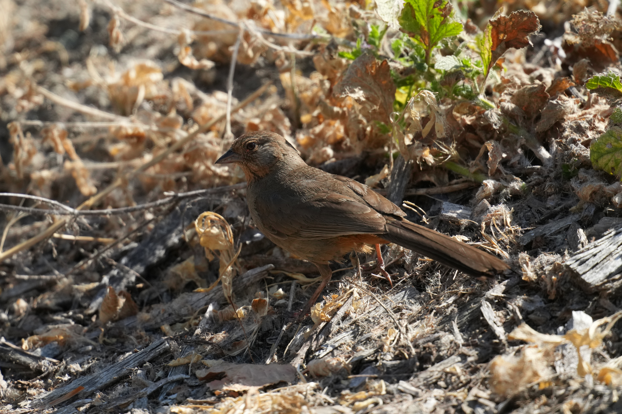 California Towhee
