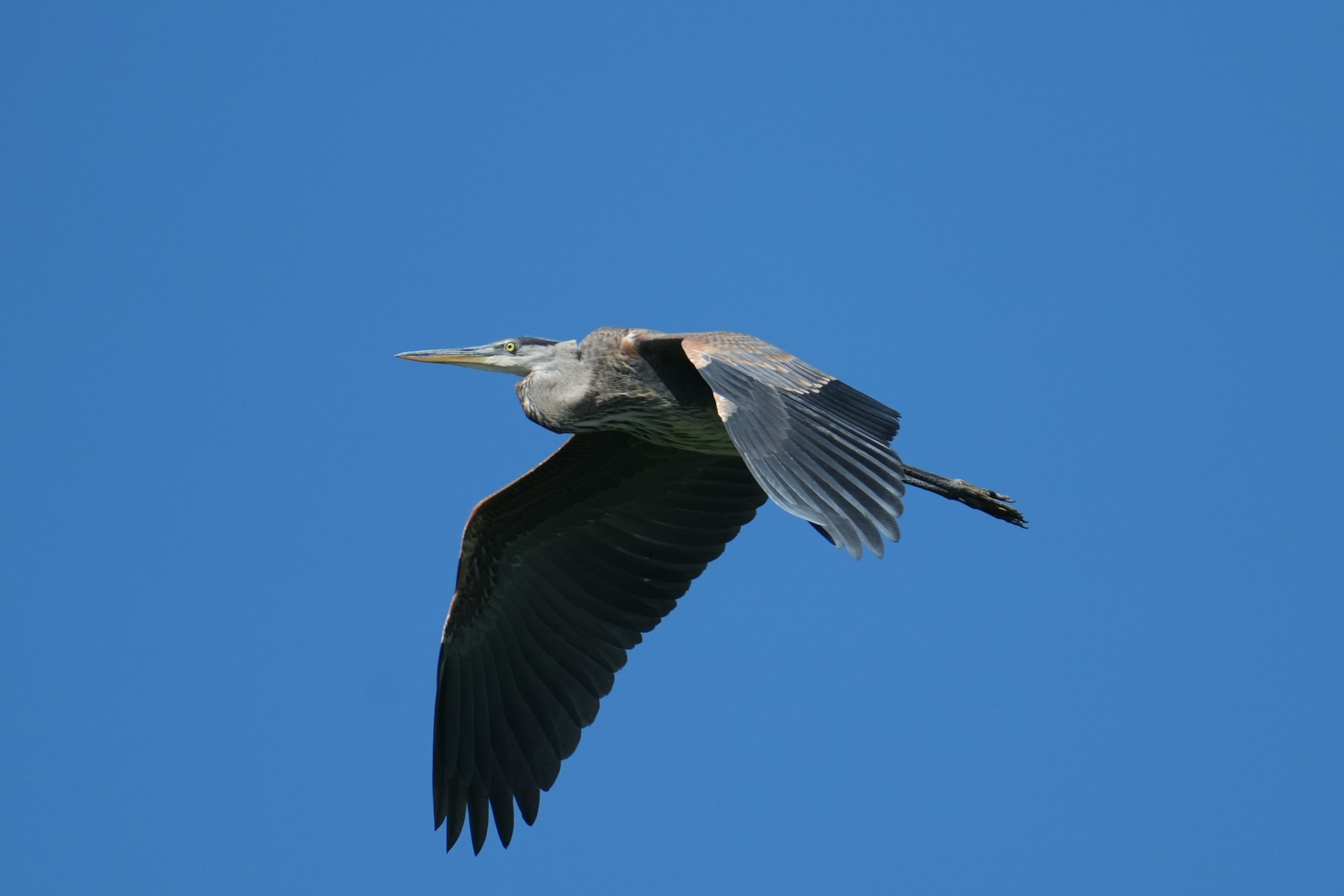 Great Blue Heron