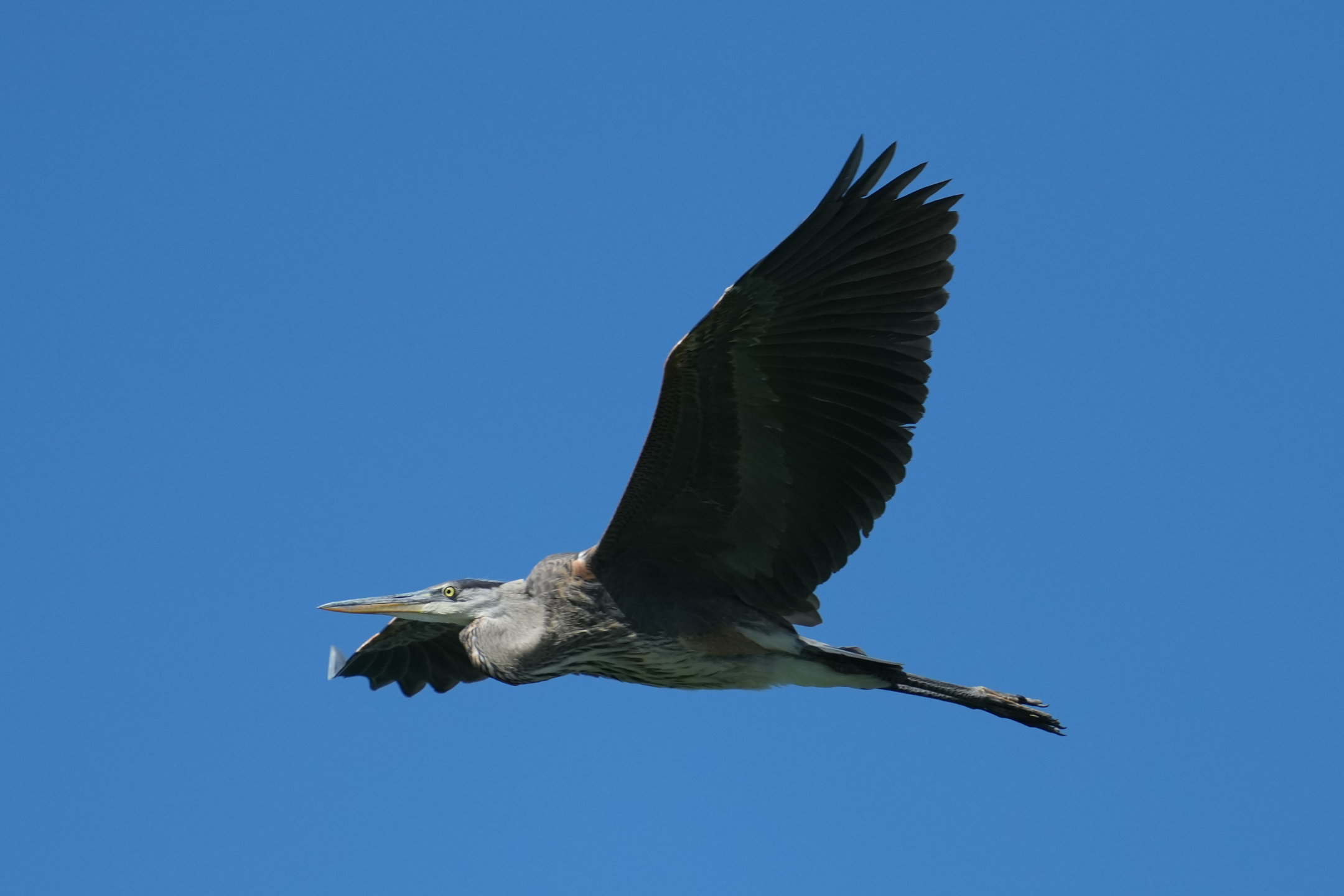 Great Blue Heron