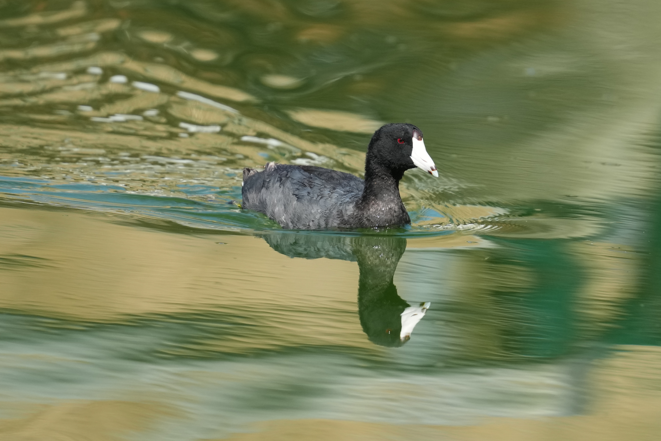 American Coot