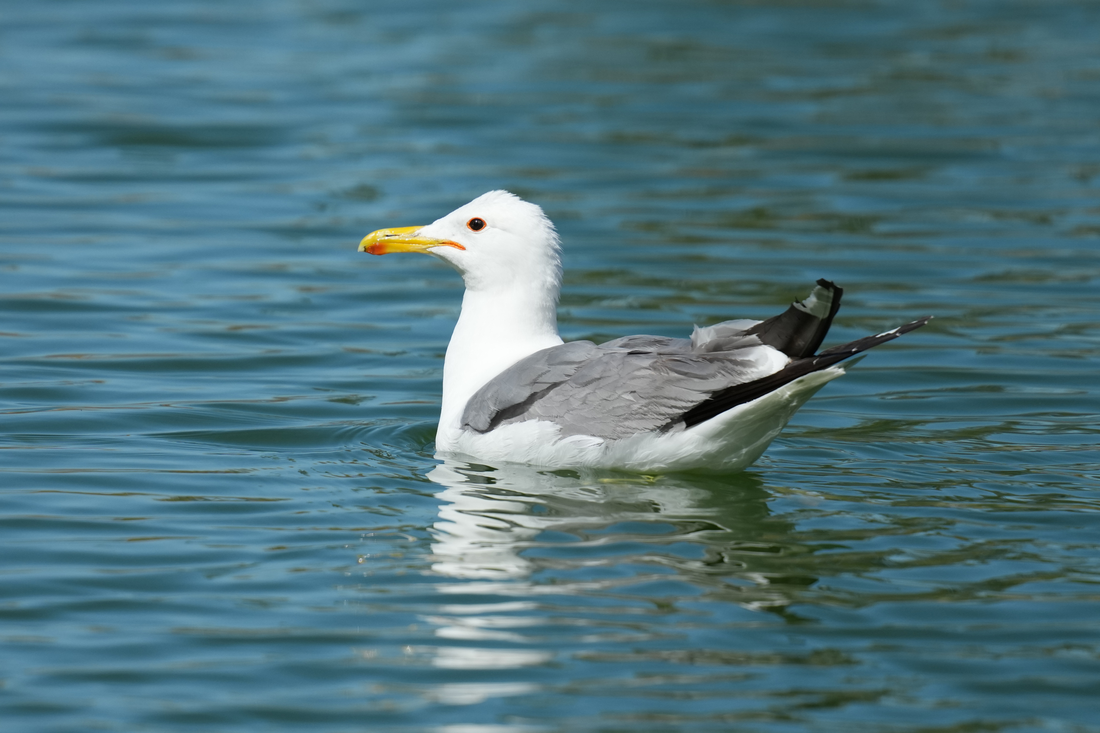 California Gull